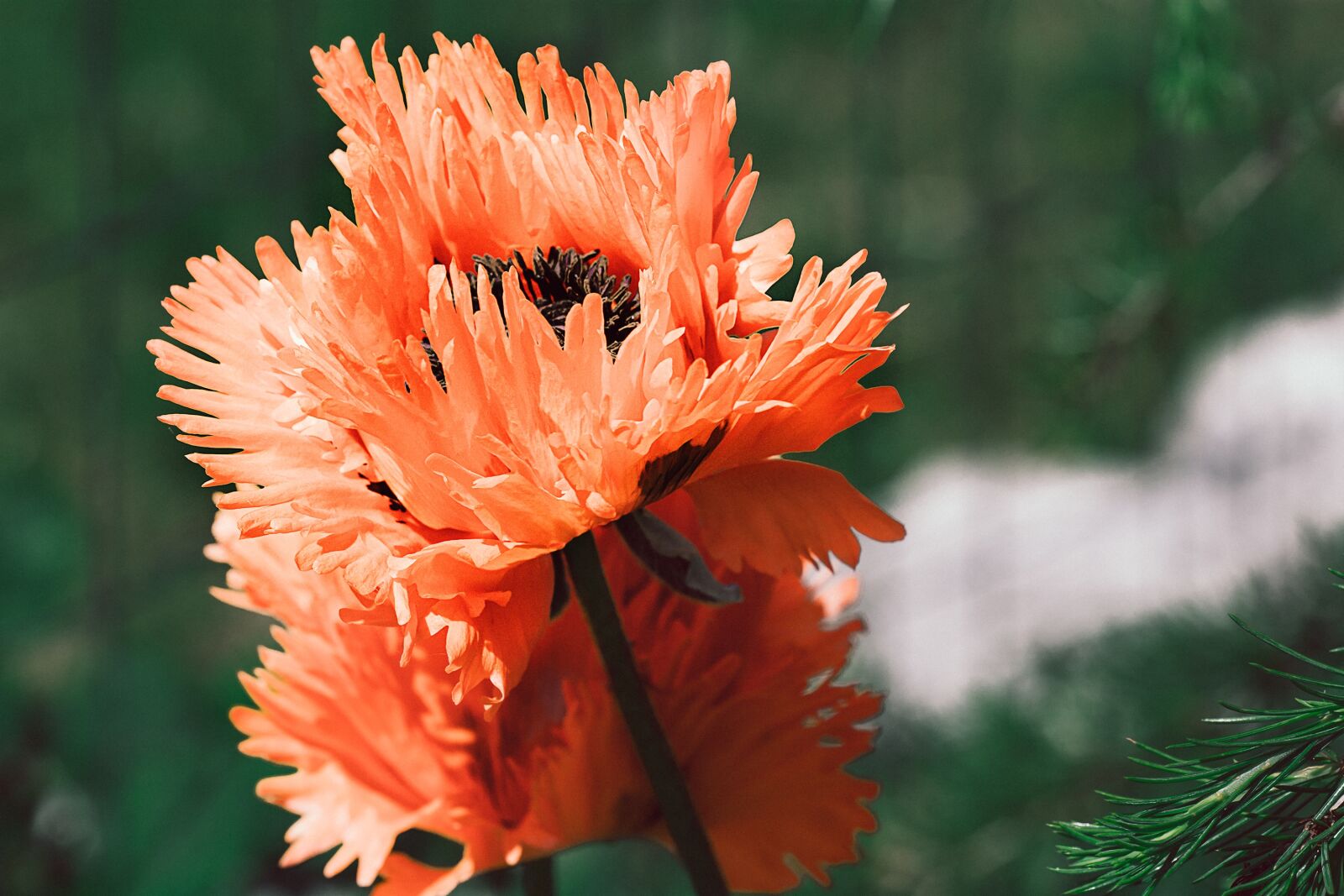 Nikon D7100 sample photo. Poppy, flower, red photography