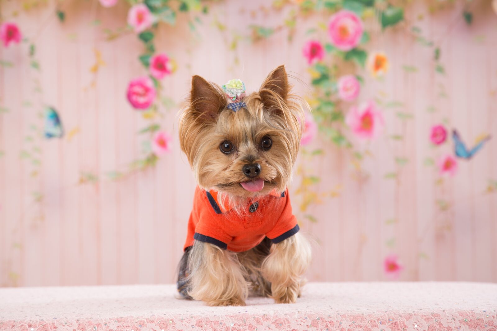 Canon EF 24-105mm F4L IS USM sample photo. Yorkie, dog, leia photography