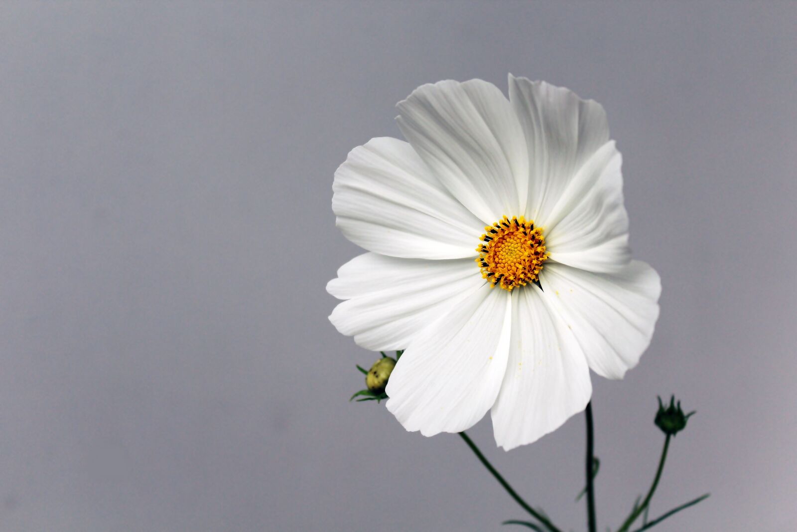Canon EOS 1200D (EOS Rebel T5 / EOS Kiss X70 / EOS Hi) sample photo. Flower, blossom, bloom photography