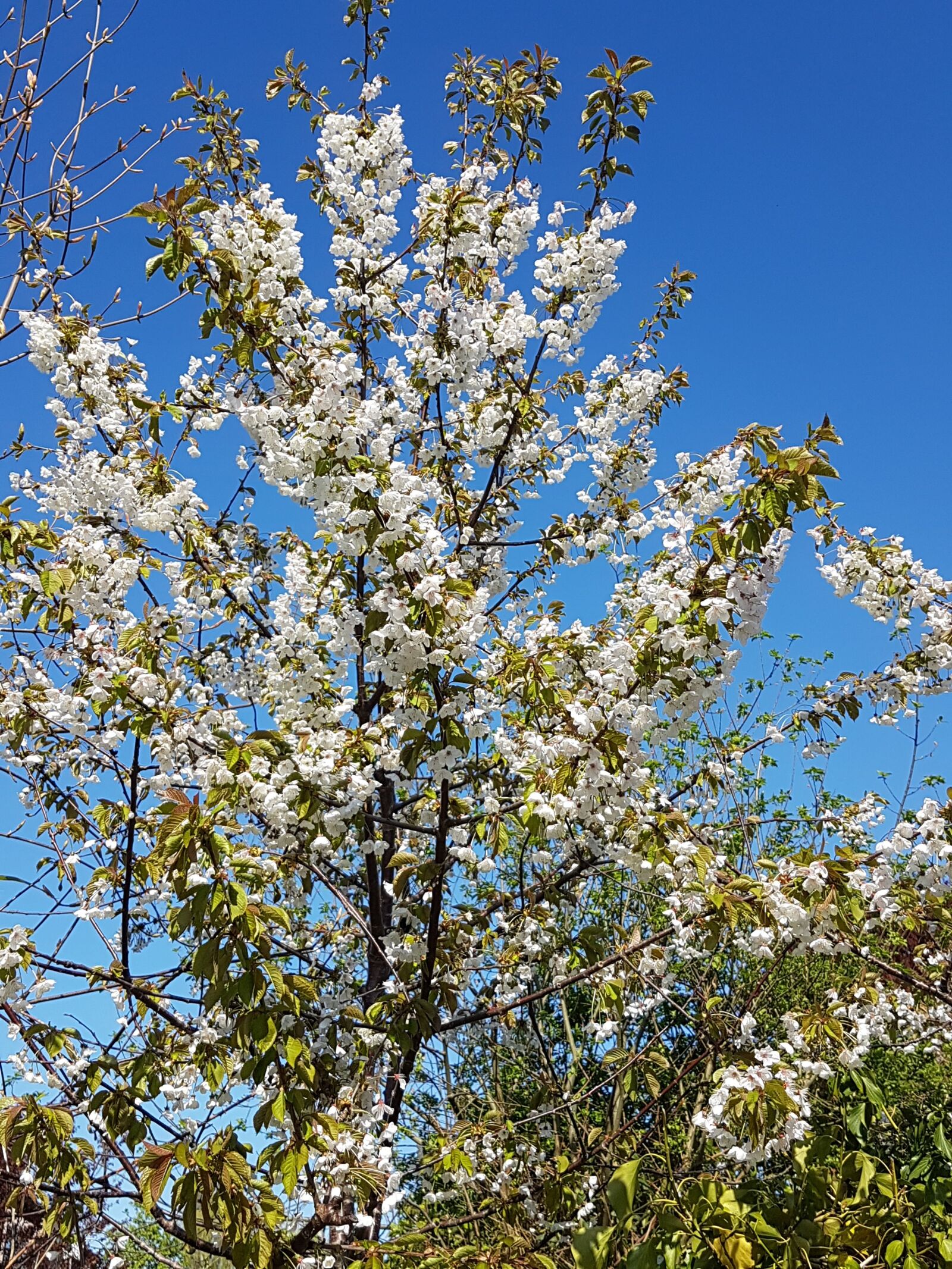 Samsung Galaxy S7 Edge sample photo. Tree blossoms, flowers, spring photography