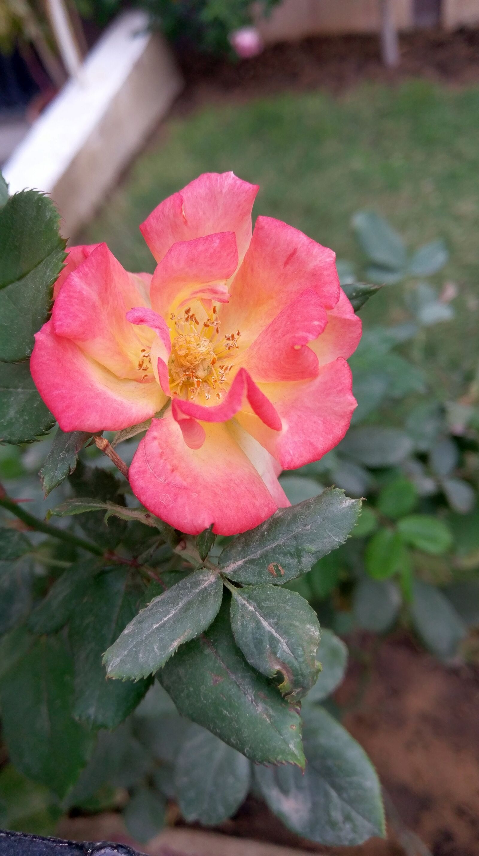 HTC 10 sample photo. Rose, flower, love photography