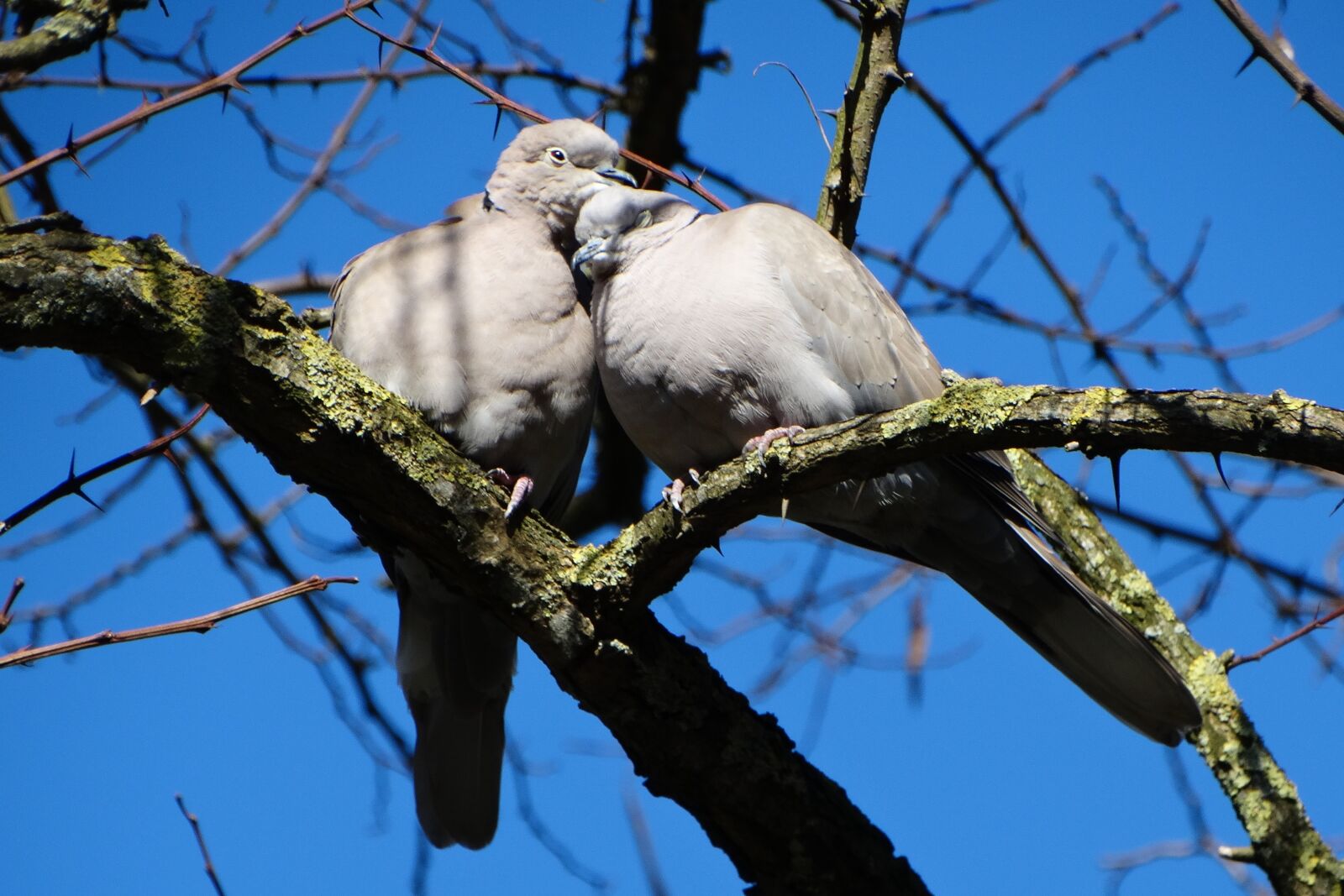 Sony Cyber-shot DSC-HX300 sample photo. Bird, lovebirds, romantic photography