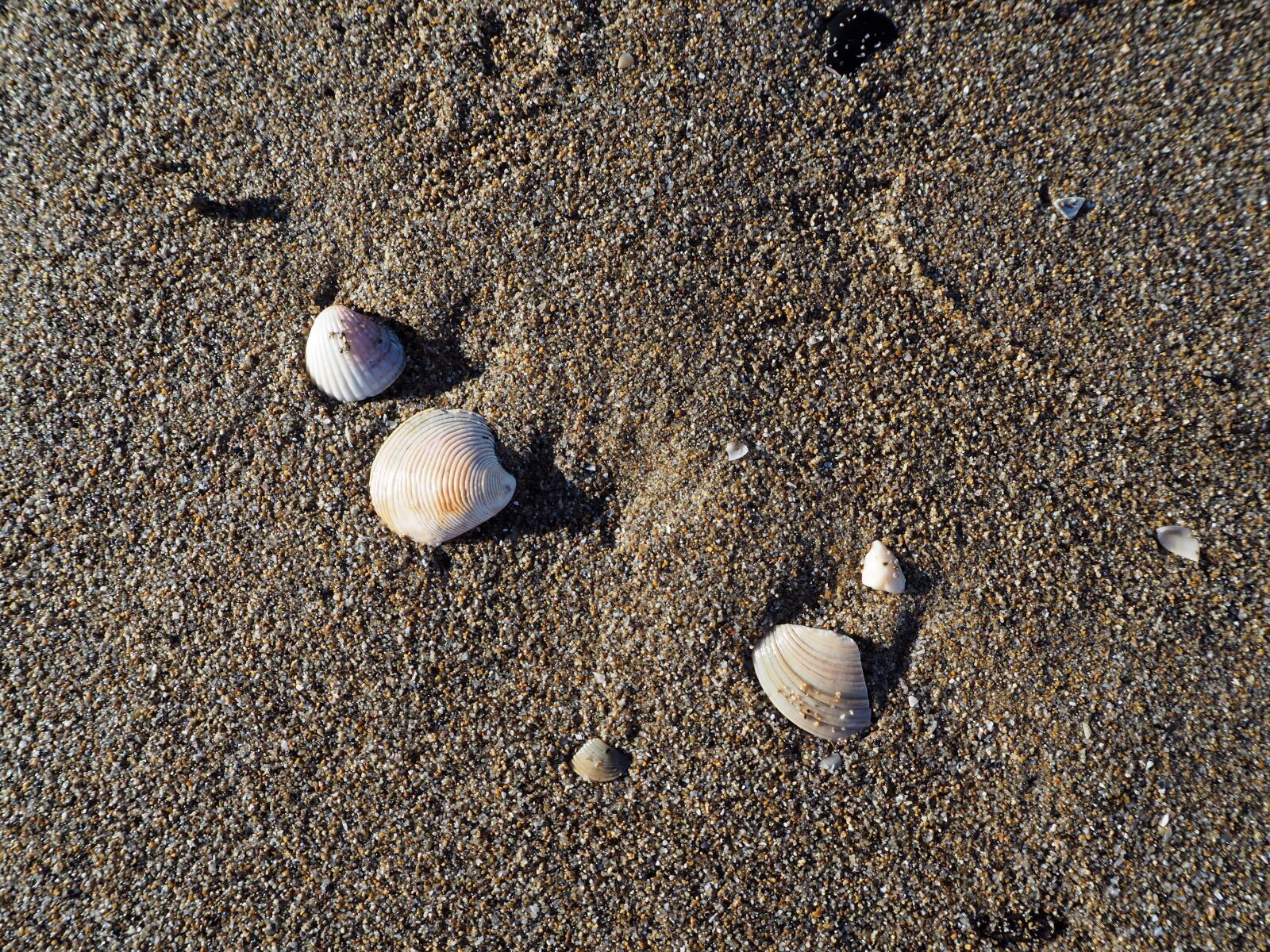 Olympus OM-D E-M10 sample photo. Mussels, sea, beach photography