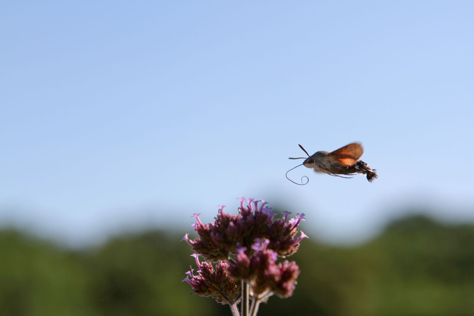 Canon EOS 7D sample photo. Hummingbird hawk moth, insect photography