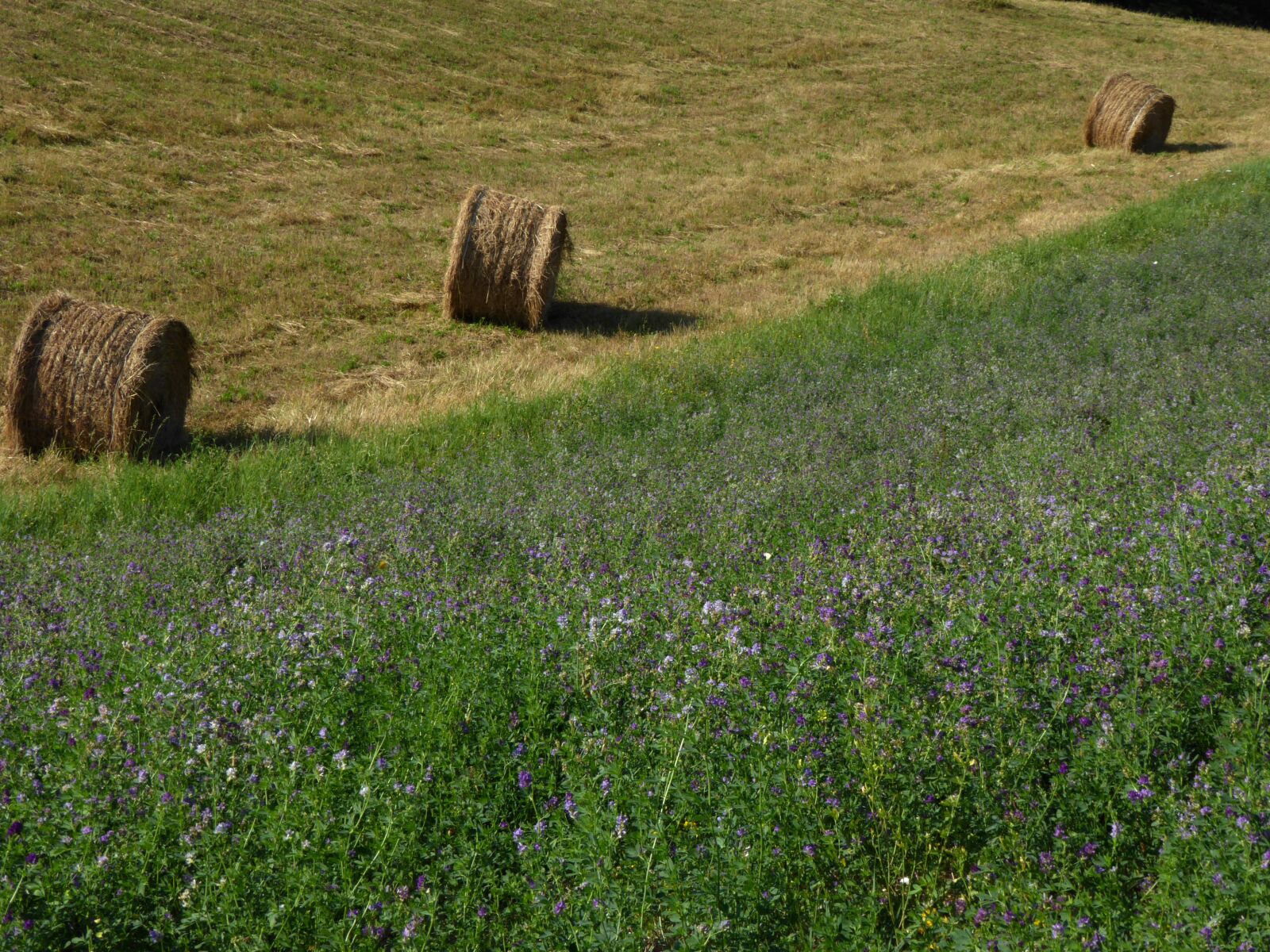 Panasonic Lumix DMC-ZS40 (Lumix DMC-TZ60) sample photo. Campaign, alfalfa, bale photography