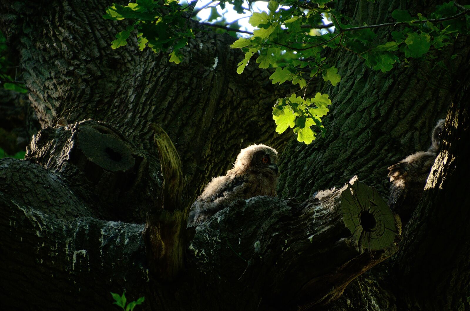 Nikon D7000 sample photo. Eagle owl, owl, nest photography