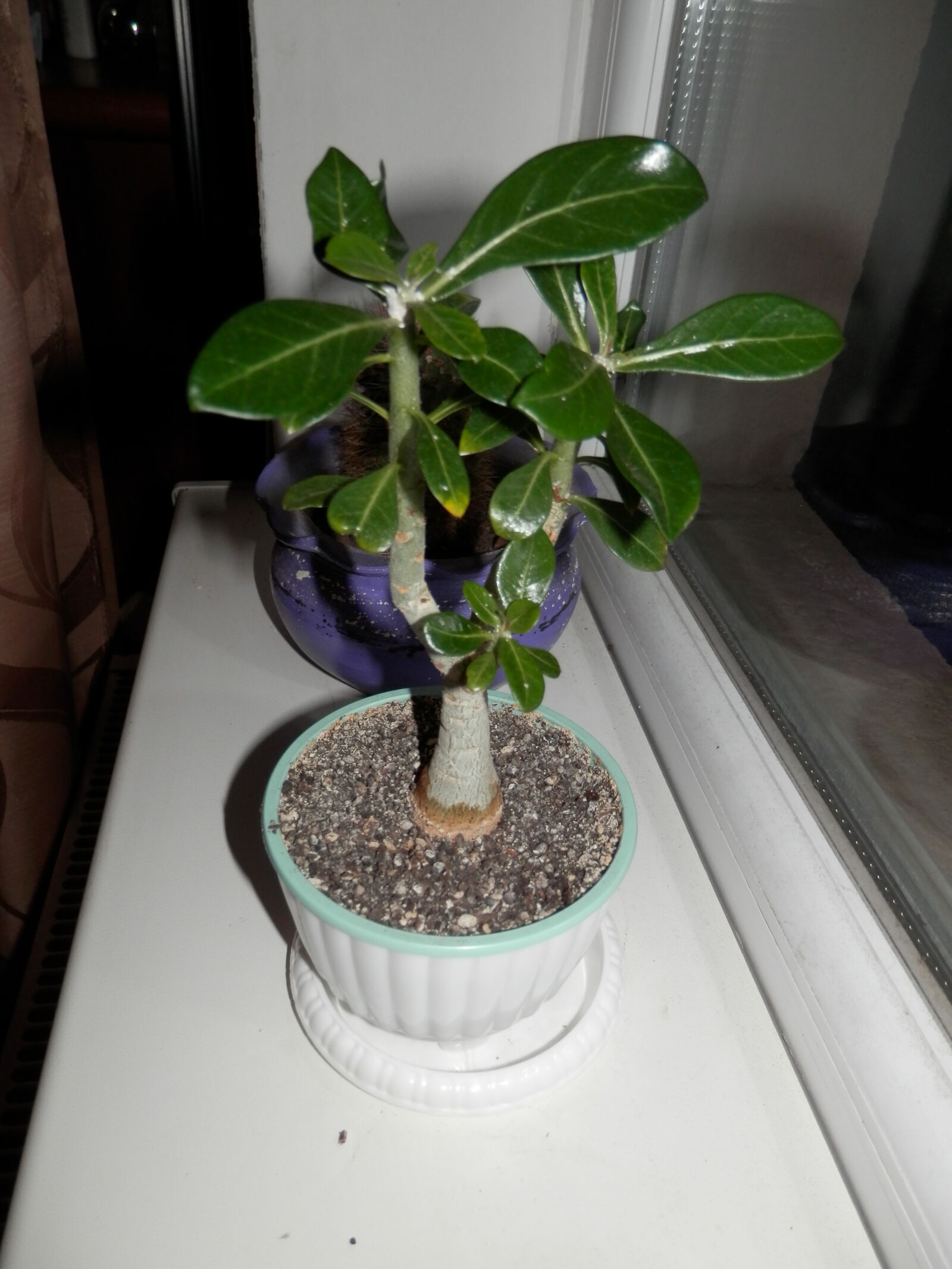 Olympus SZ-12 sample photo