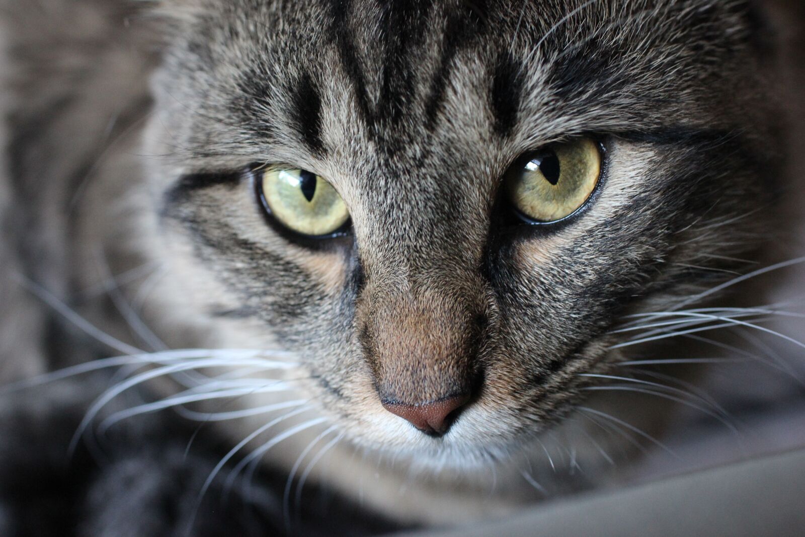 Canon EOS 600D (Rebel EOS T3i / EOS Kiss X5) sample photo. Maine coon, cat, tabby photography