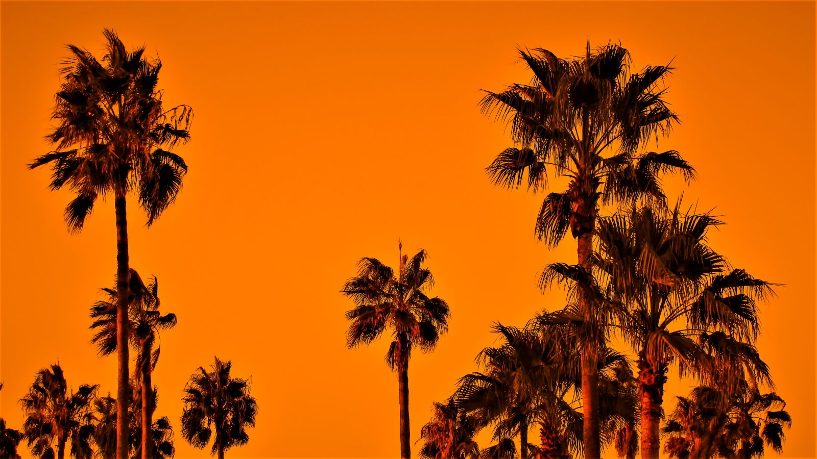 Canon PowerShot SX400 IS sample photo. Palm trees, sunset, sky photography