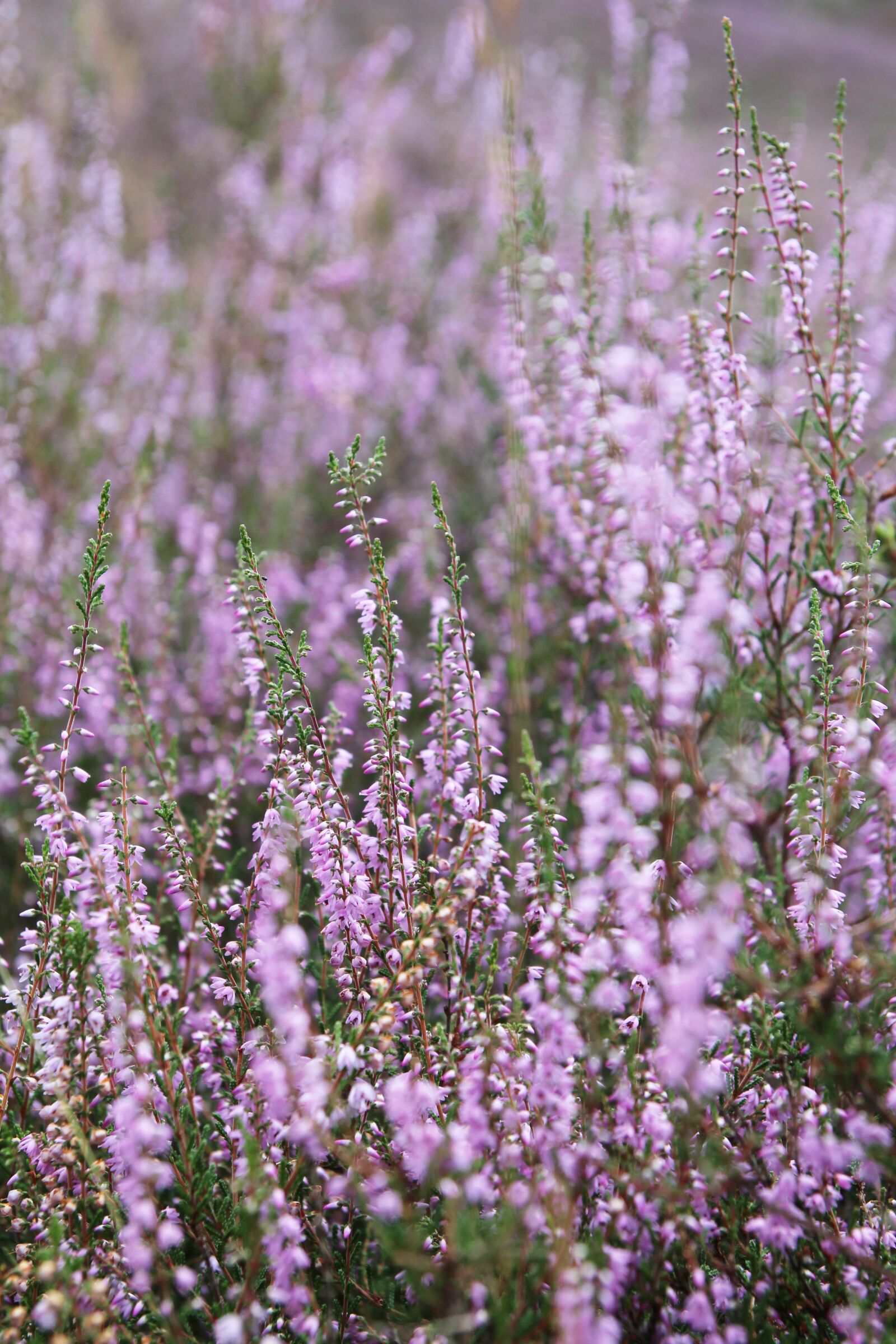Canon EOS 700D (EOS Rebel T5i / EOS Kiss X7i) sample photo. Pink, blooming, heath photography