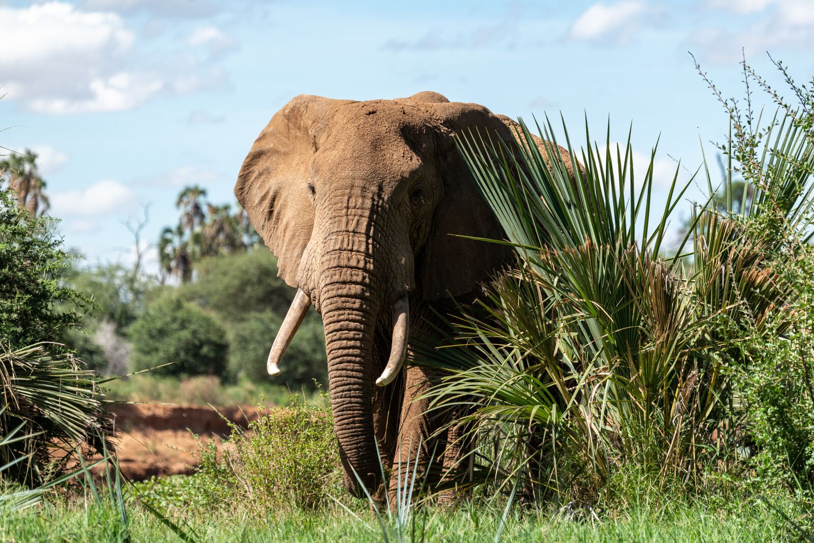 Nikon D750 sample photo. Elephant, africa, national park photography