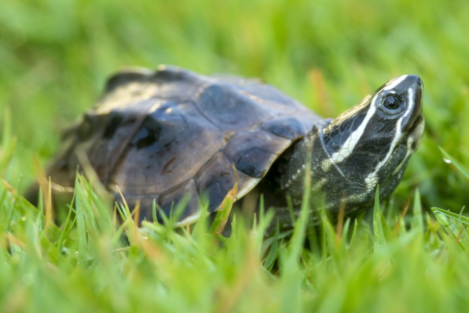 Nikon D7100 sample photo. Turtle, backyard, summer photography