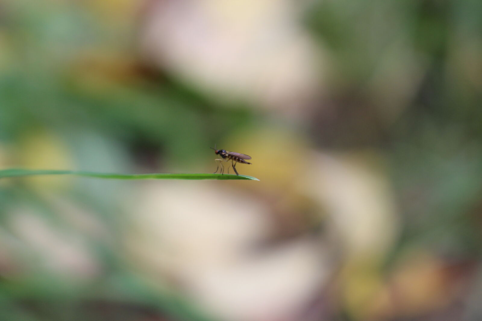 Canon EOS 700D (EOS Rebel T5i / EOS Kiss X7i) sample photo. Animal, bugs, macro, mothernature photography