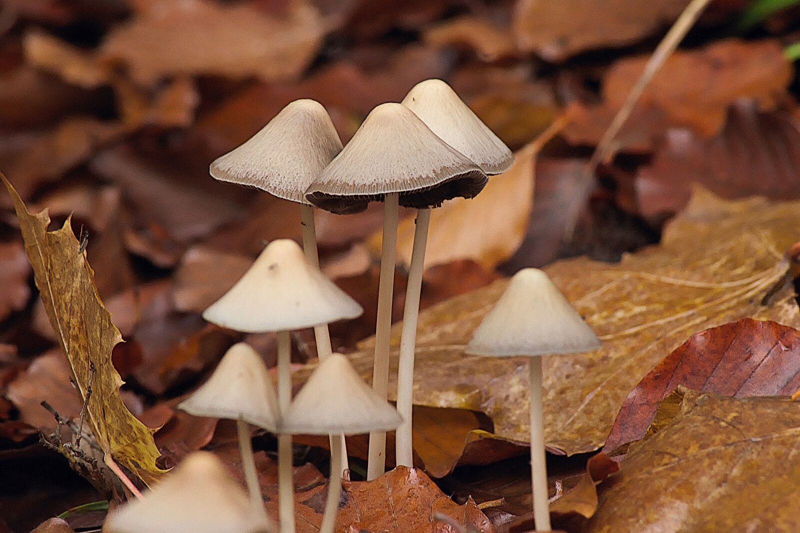 Nikon D3300 sample photo. Forest, mushrooms, white photography