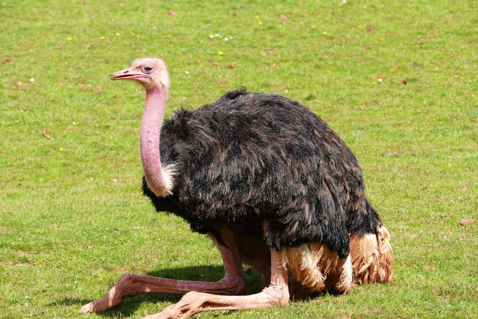 Panasonic Lumix DMC-FZ1000 sample photo. Bird, ostrich, nature photography