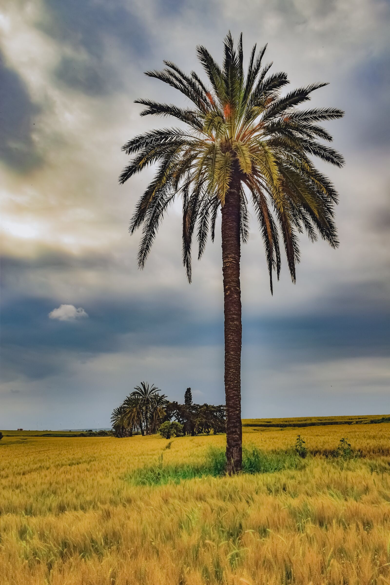 Nikon D3300 sample photo. Palm tree, trees, landscape photography