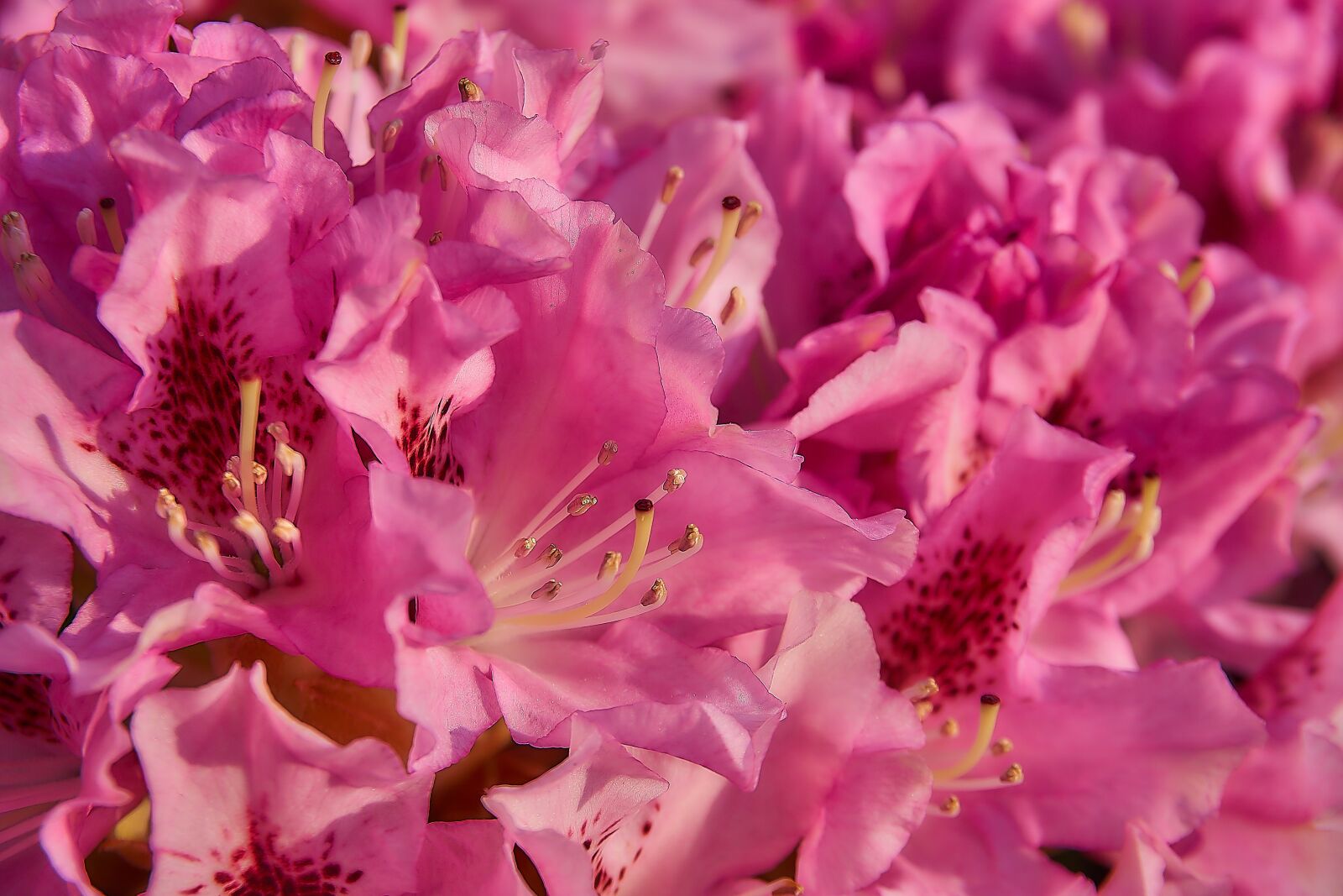 Sony a6000 sample photo. Rhododendron, blossom, bloom photography