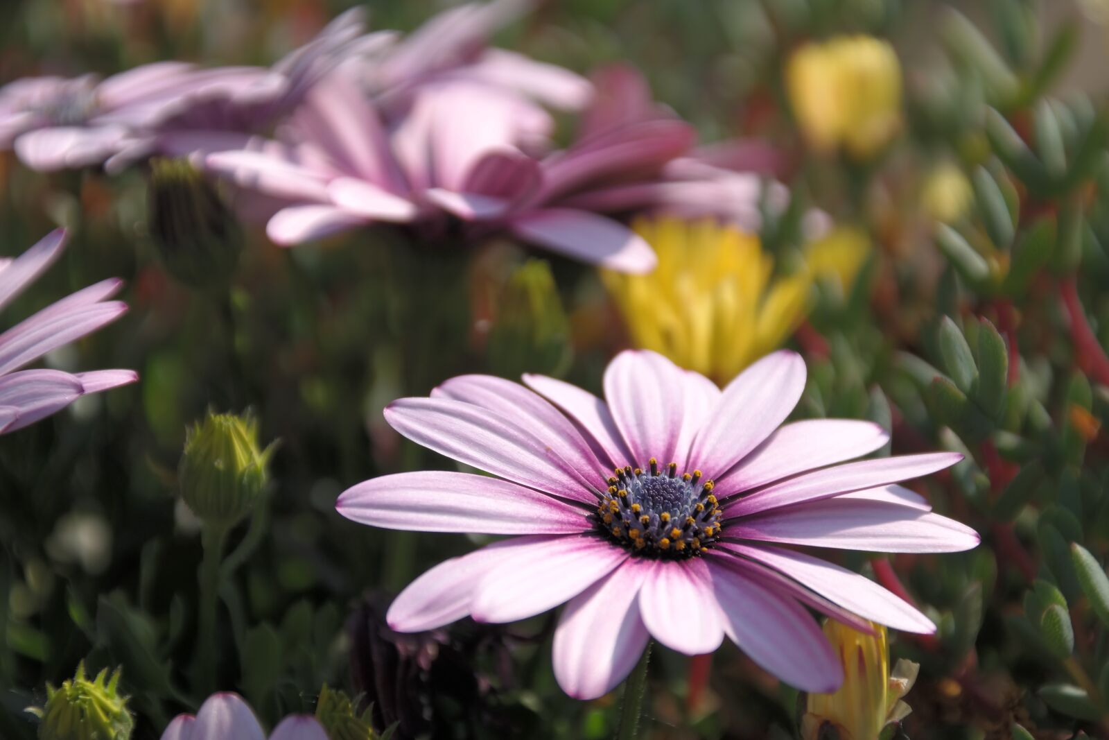 Samsung NX300 sample photo. Flower, blossom, bloom photography