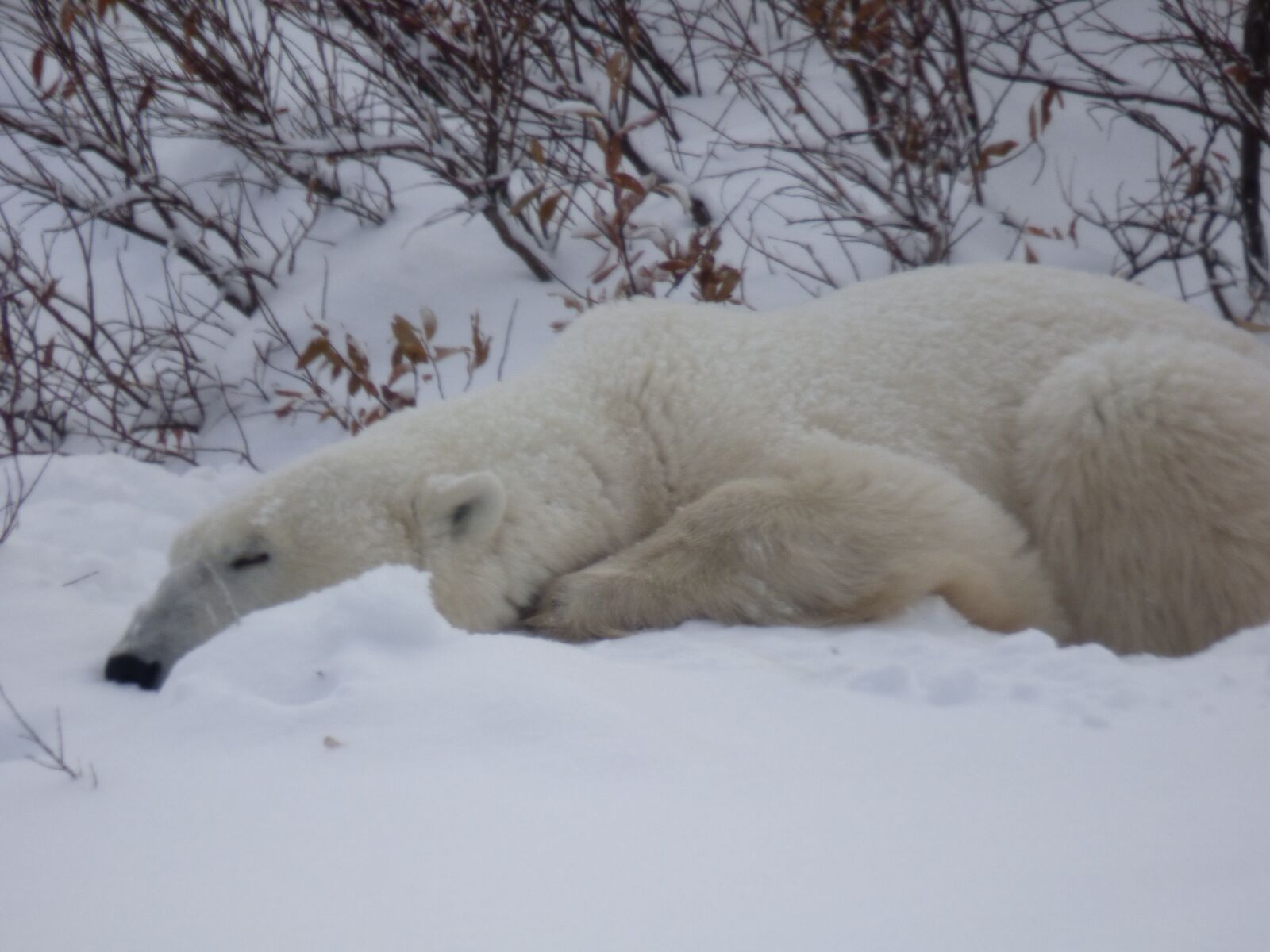 Panasonic Lumix DMC-FZ70 sample photo. The polar bear, polar photography