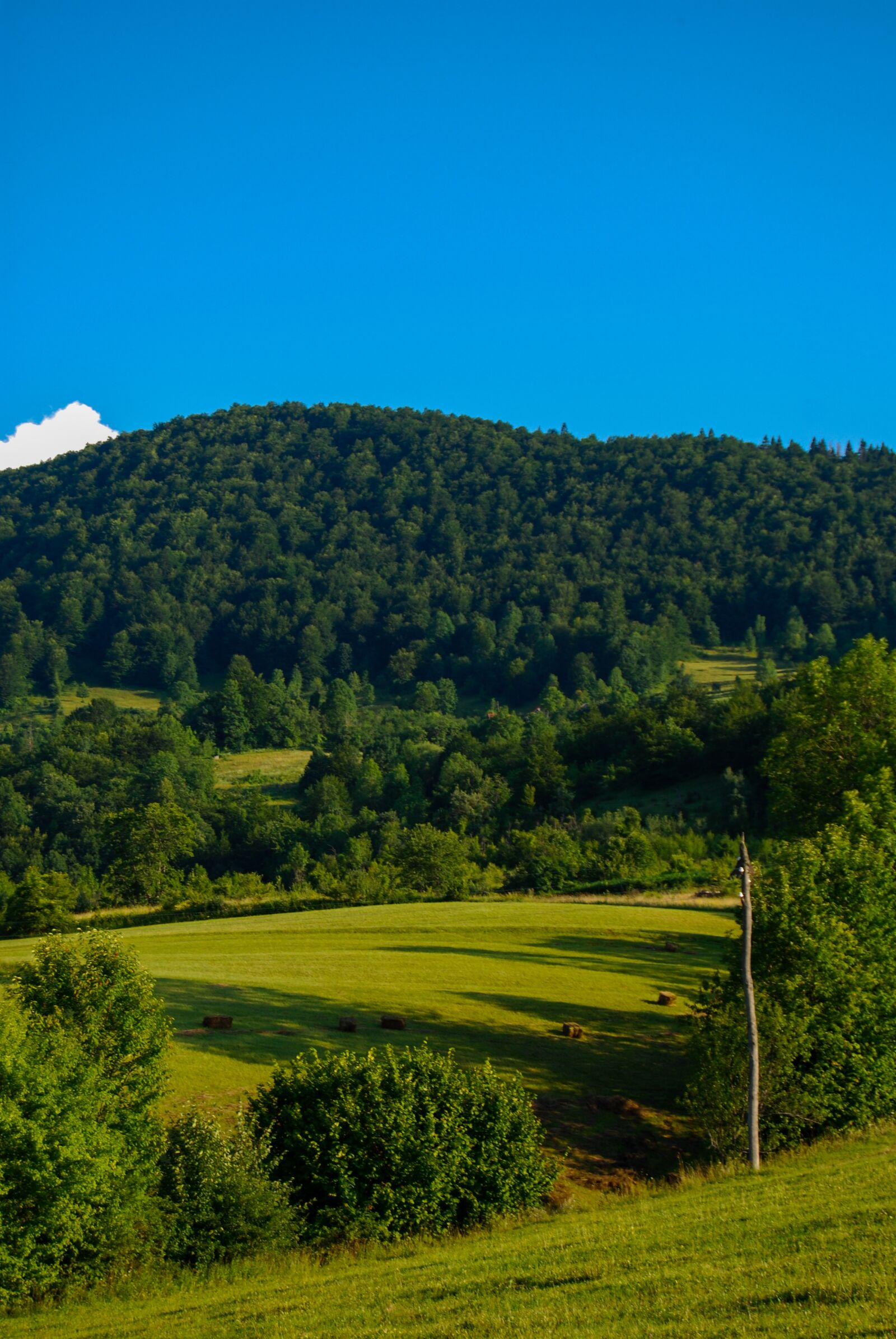 Nikon D60 sample photo. Landscape, green, tree photography