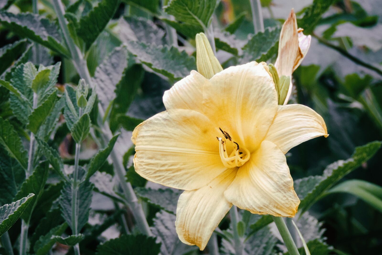 Nikon Coolpix P520 sample photo. Lily, daylily, yellow photography