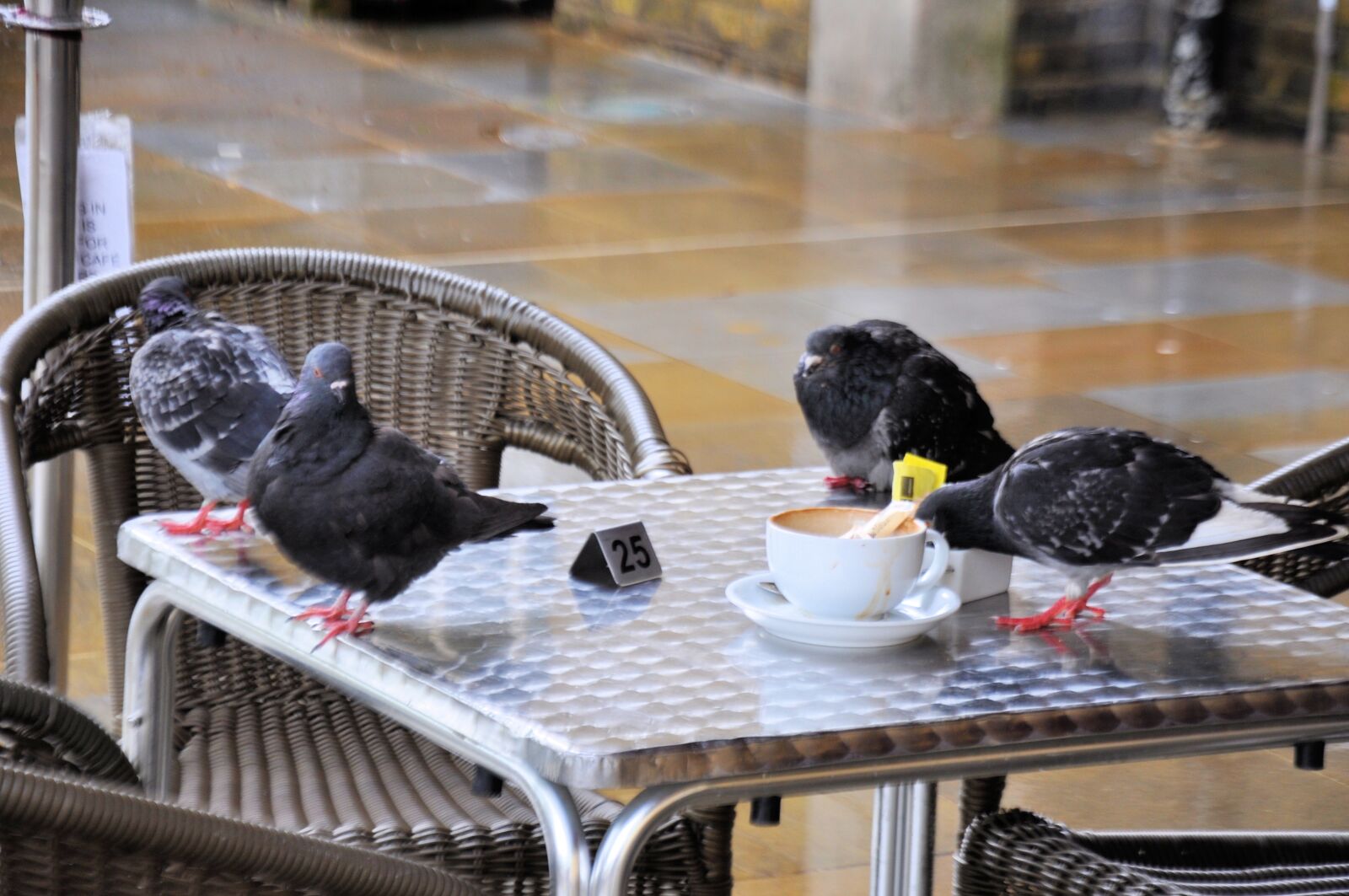 Nikon D90 sample photo. Cafe, pidgeons, table photography