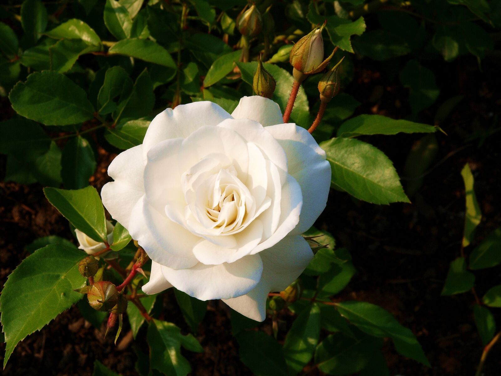 Olympus E-3 sample photo. Rose, white rose, flower photography