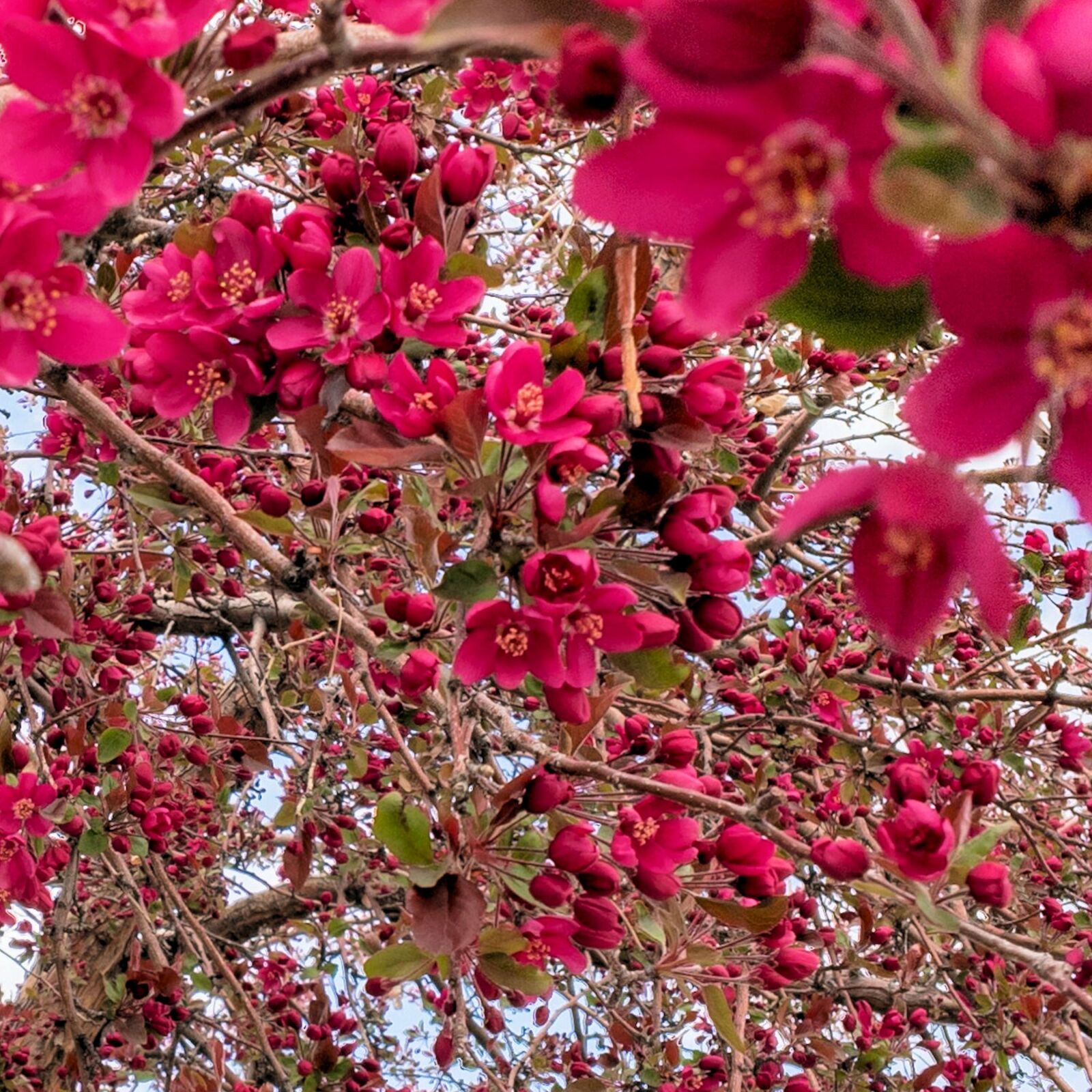Apple iPhone 6s sample photo. Crabapple, blossoms, tree photography