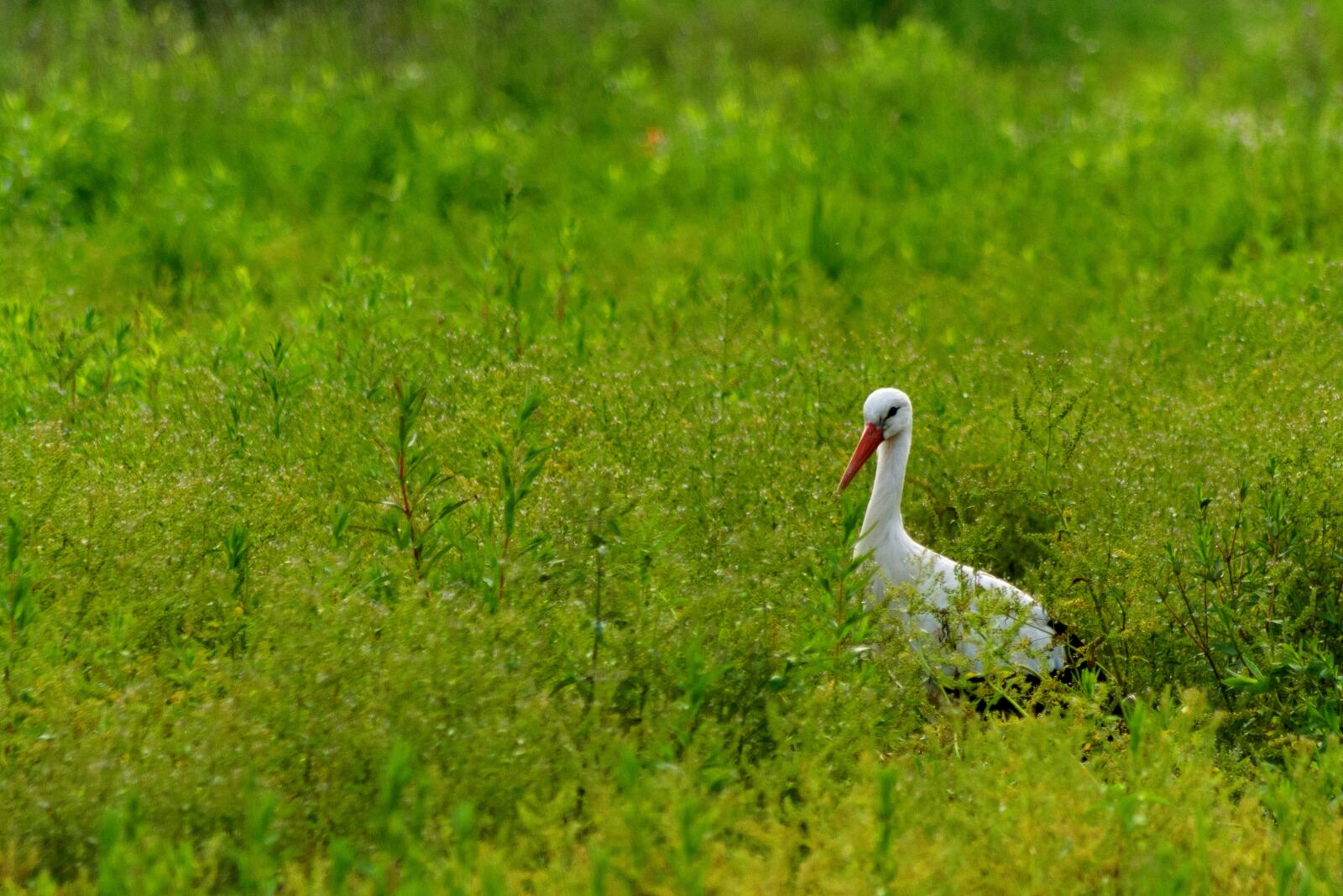 Nikon D7200 sample photo. Stork, green, nature photography