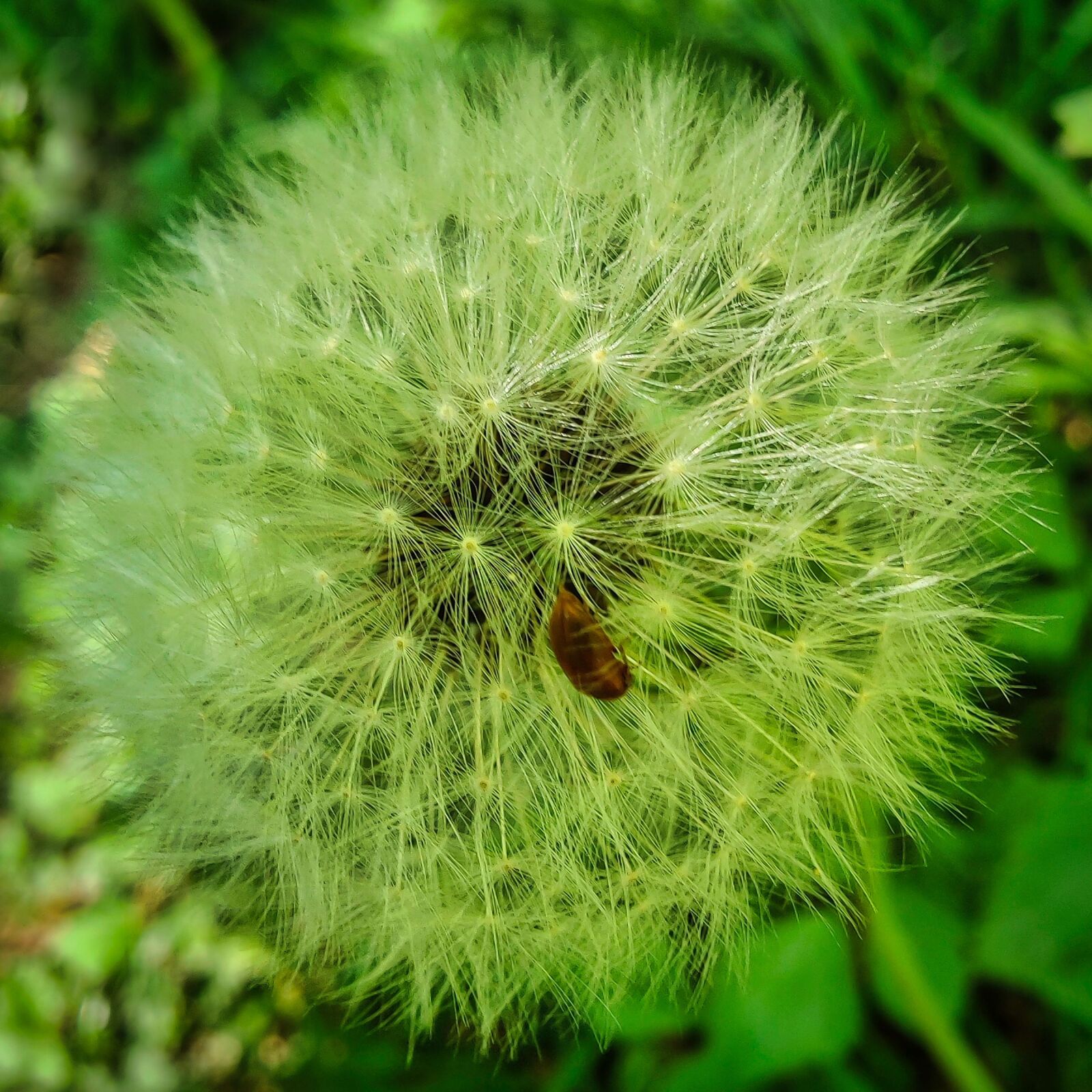OnePlus IN2023 sample photo. Dandelion, meadow, spring photography