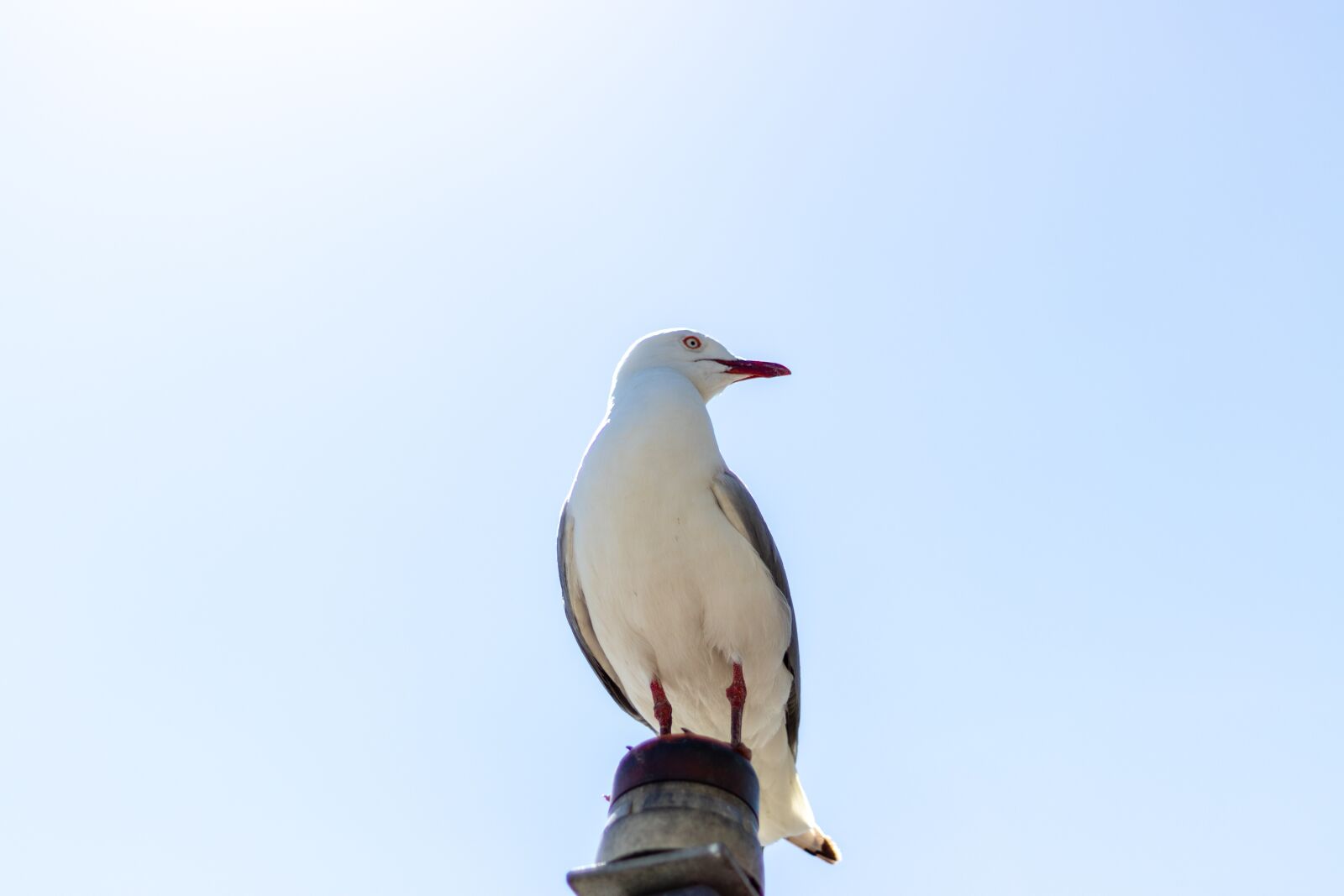 Canon EF 50mm F1.8 STM sample photo. Seagull, bird, gull photography