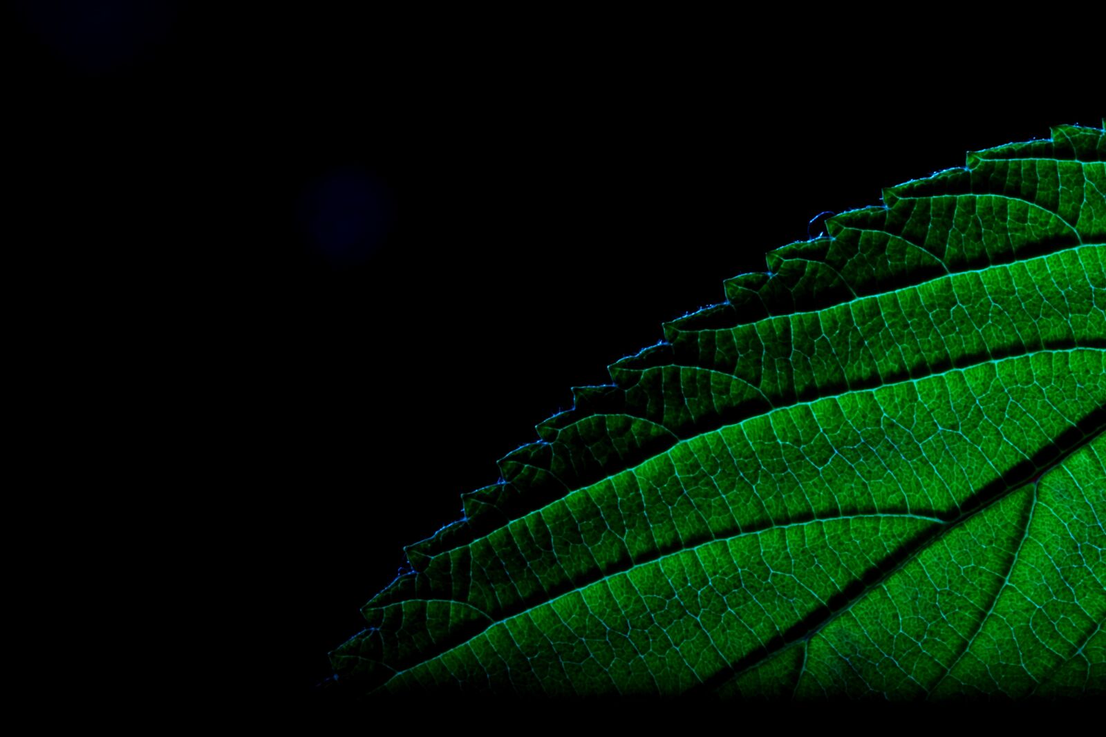 Canon EOS 550D (EOS Rebel T2i / EOS Kiss X4) sample photo. Leaf, green, leaf green photography