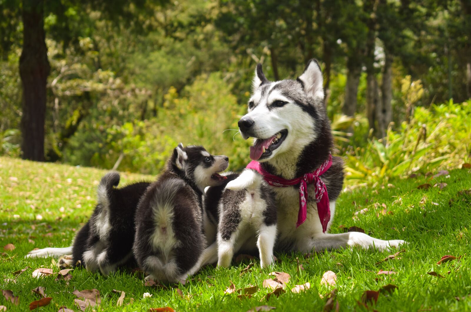 Nikon D3300 sample photo. Pets, dogs, family photography