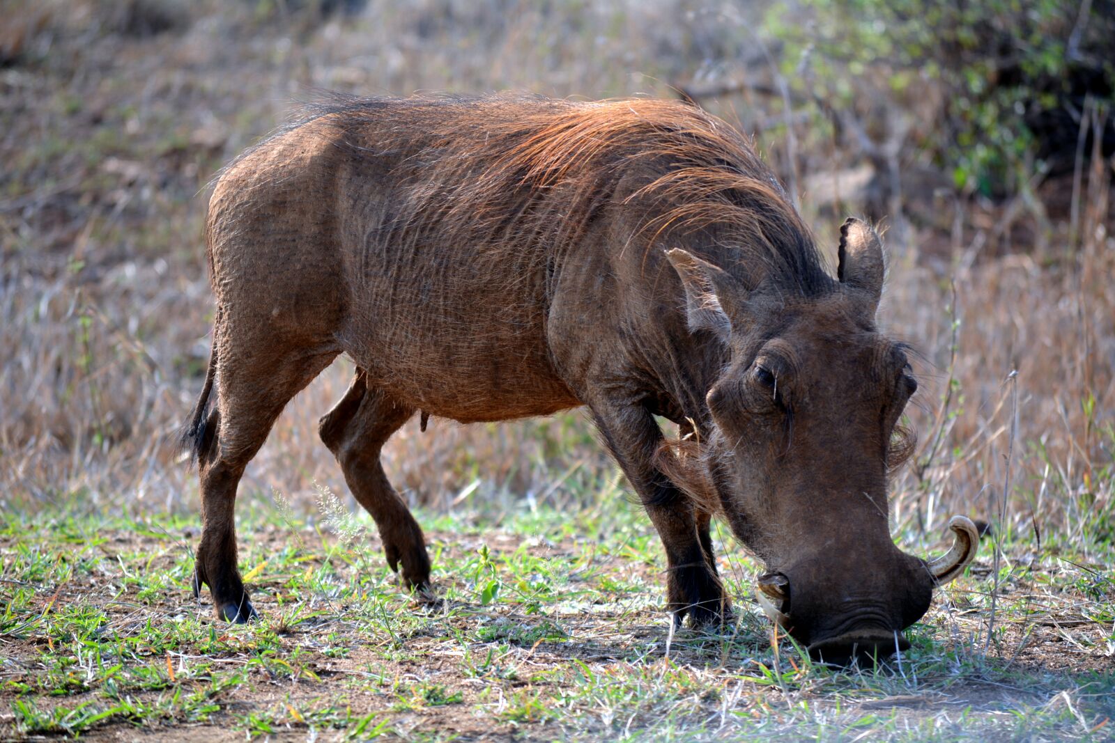 Nikon D5200 sample photo. Warthog, kruger park, south photography