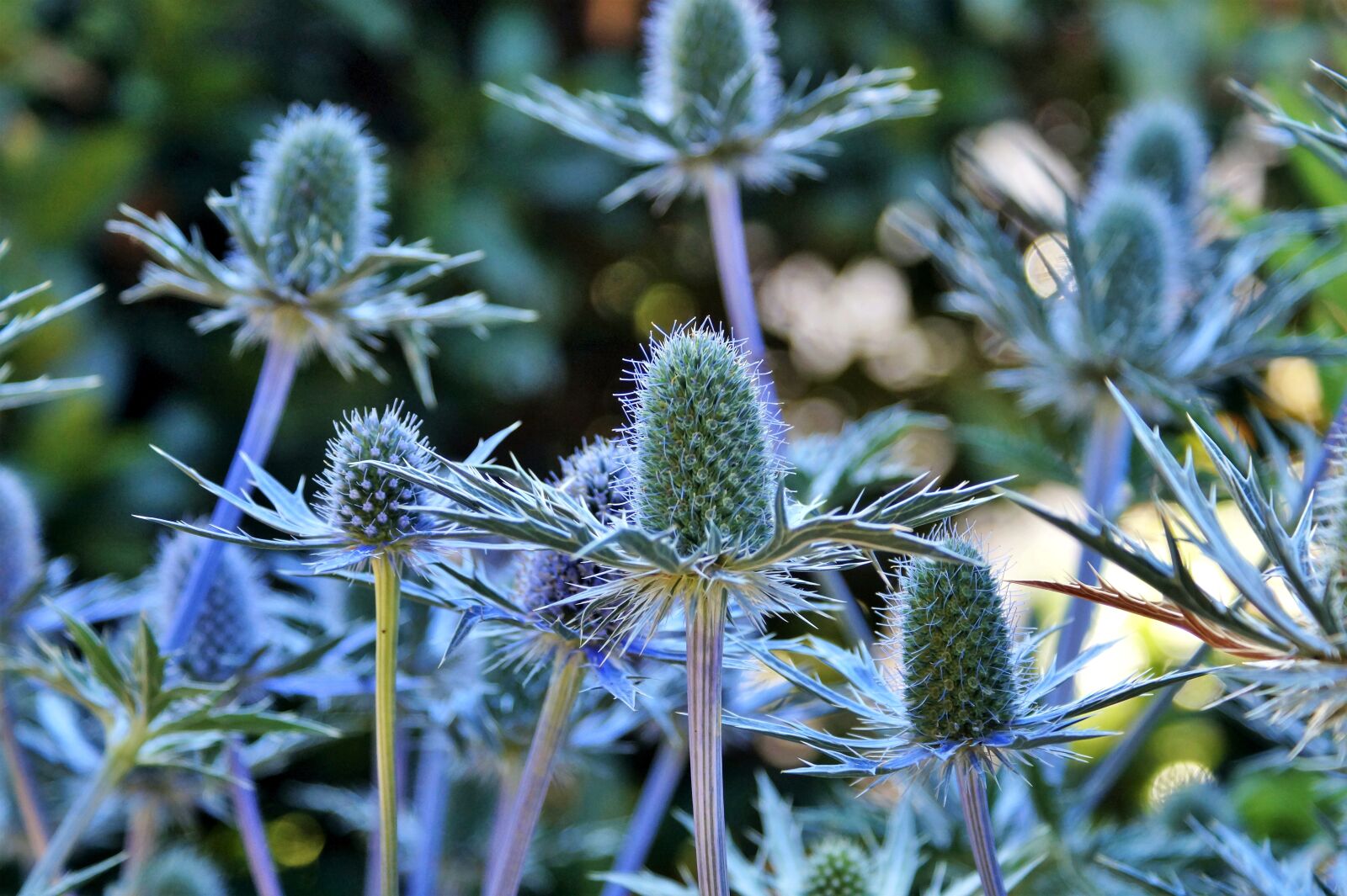 Sony DT 18-70mm F3.5-5.6 sample photo. Thistle, blue thistle, bee photography