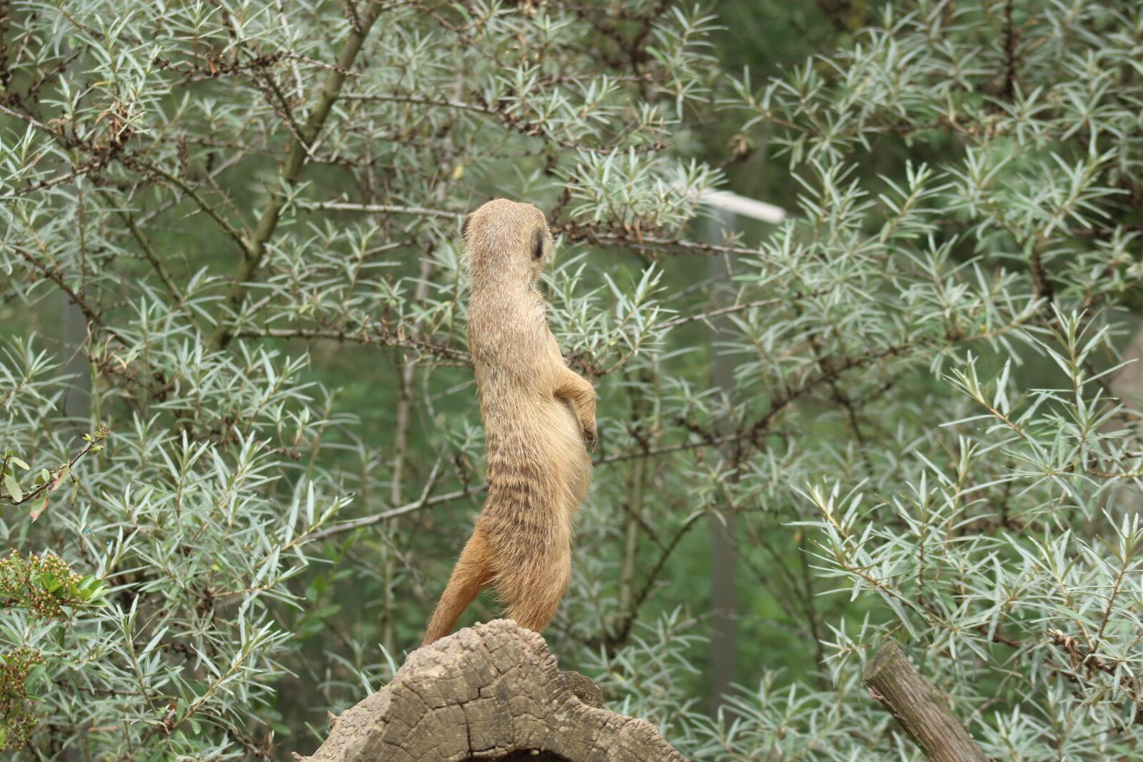 Canon EOS 750D (EOS Rebel T6i / EOS Kiss X8i) + Canon EF 75-300mm f/4-5.6 sample photo. Meerkat, animal, nature photography