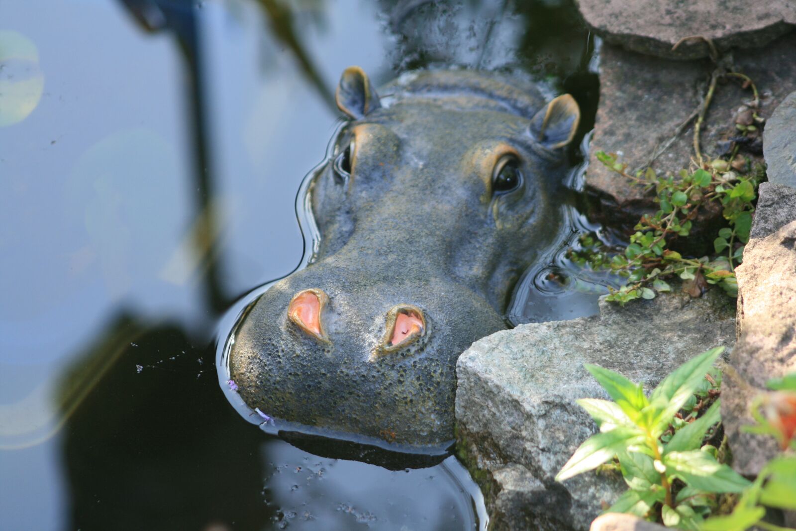 Canon EOS 400D (EOS Digital Rebel XTi / EOS Kiss Digital X) sample photo. Hippo, pond, hippopotamus photography