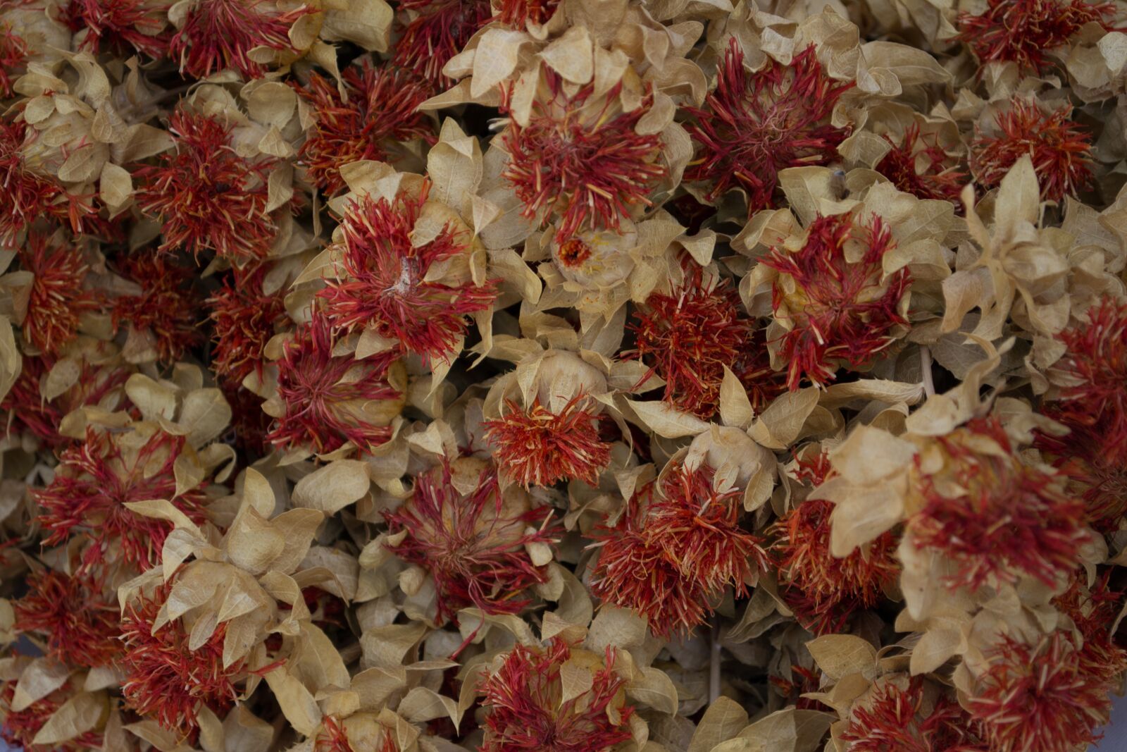 Nikon D3100 sample photo. Flowers, red, white photography