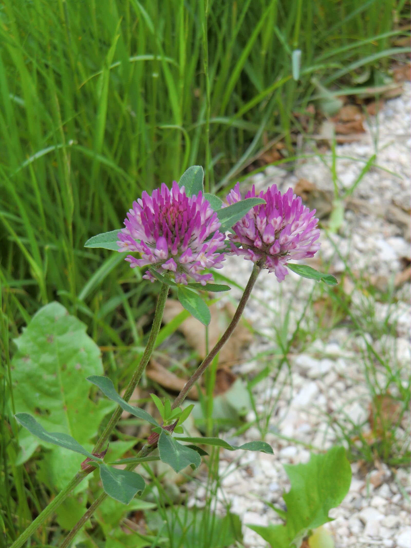 CASIO EX-H15 sample photo. Two, loving, nature photography