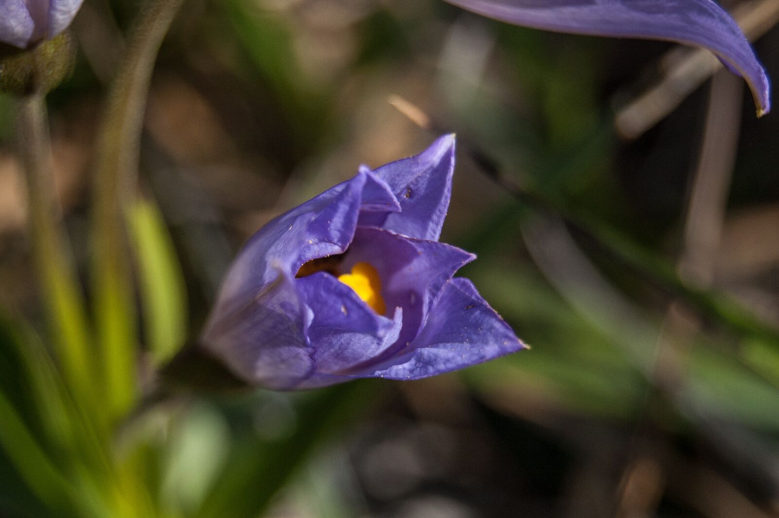 Nikon D40 sample photo. Flowers, purple, close up photography