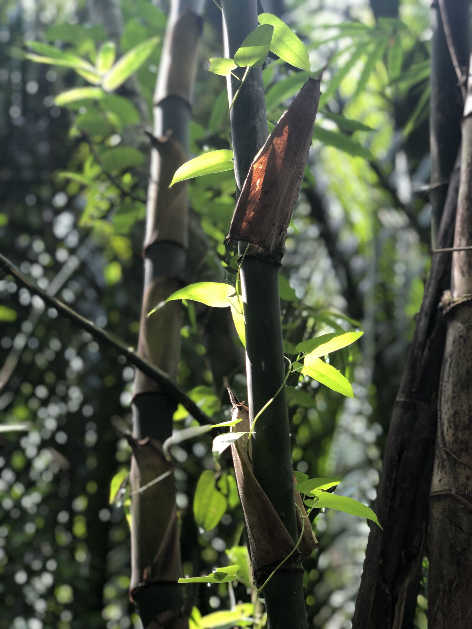 iPhone X back dual camera 6mm f/2.4 sample photo. Vine, bamboo, grass photography