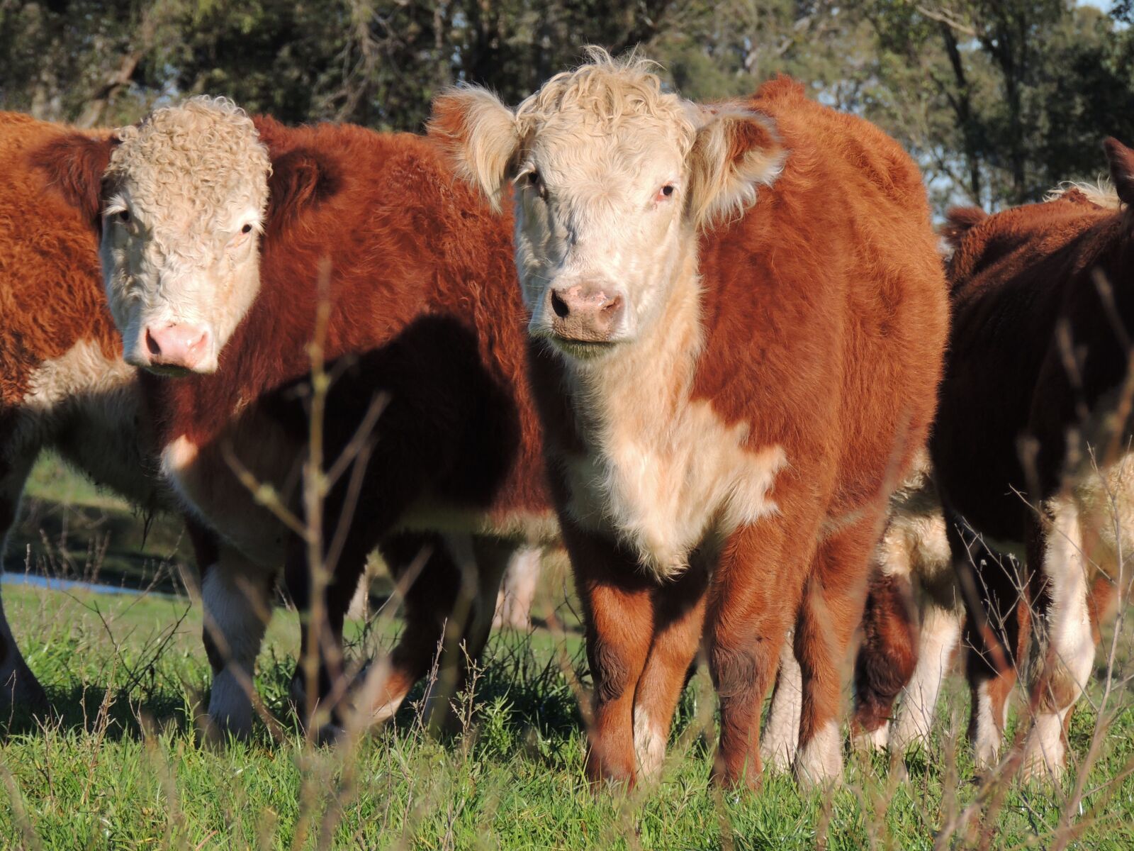 Nikon Coolpix P510 sample photo. Cattle, hereford, race photography