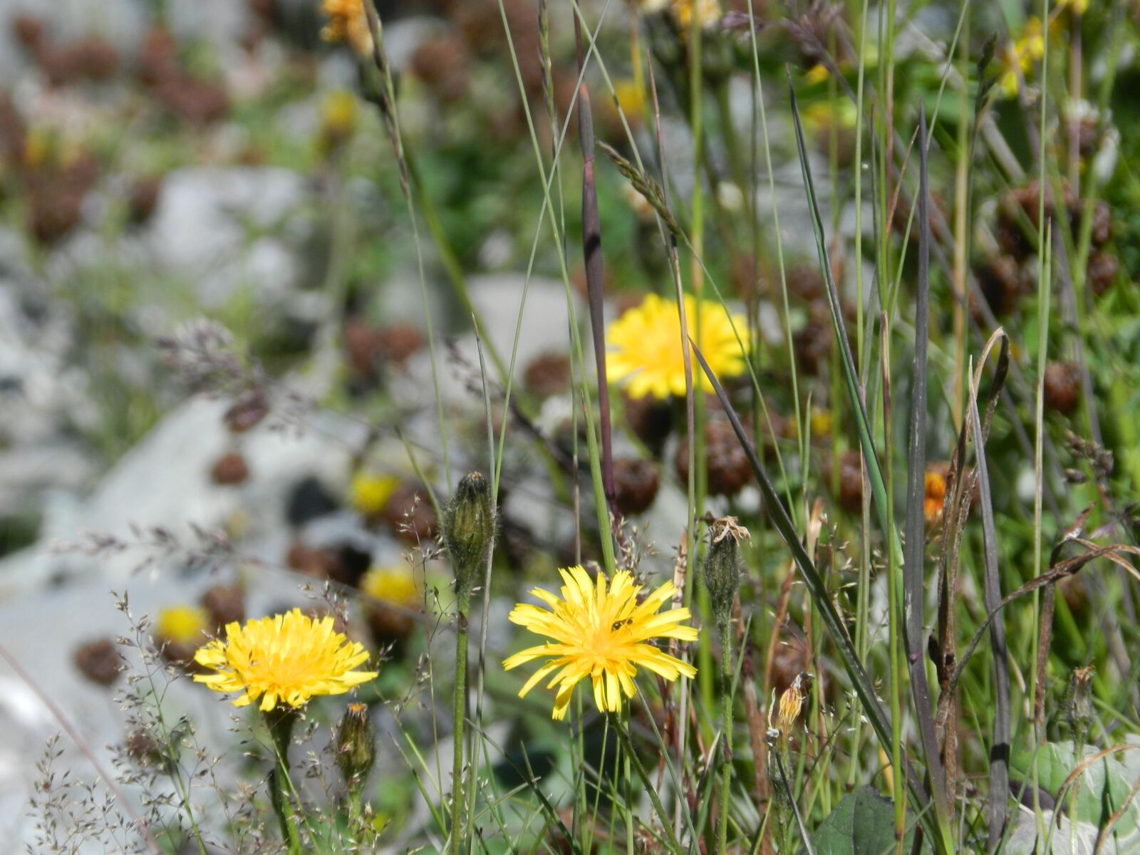 Nikon Coolpix P500 sample photo. Nature, mountain, flowers photography