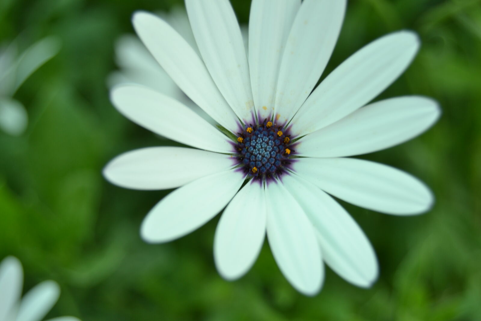 Nikon D3100 sample photo. Landscape, natue, outdoor, white photography