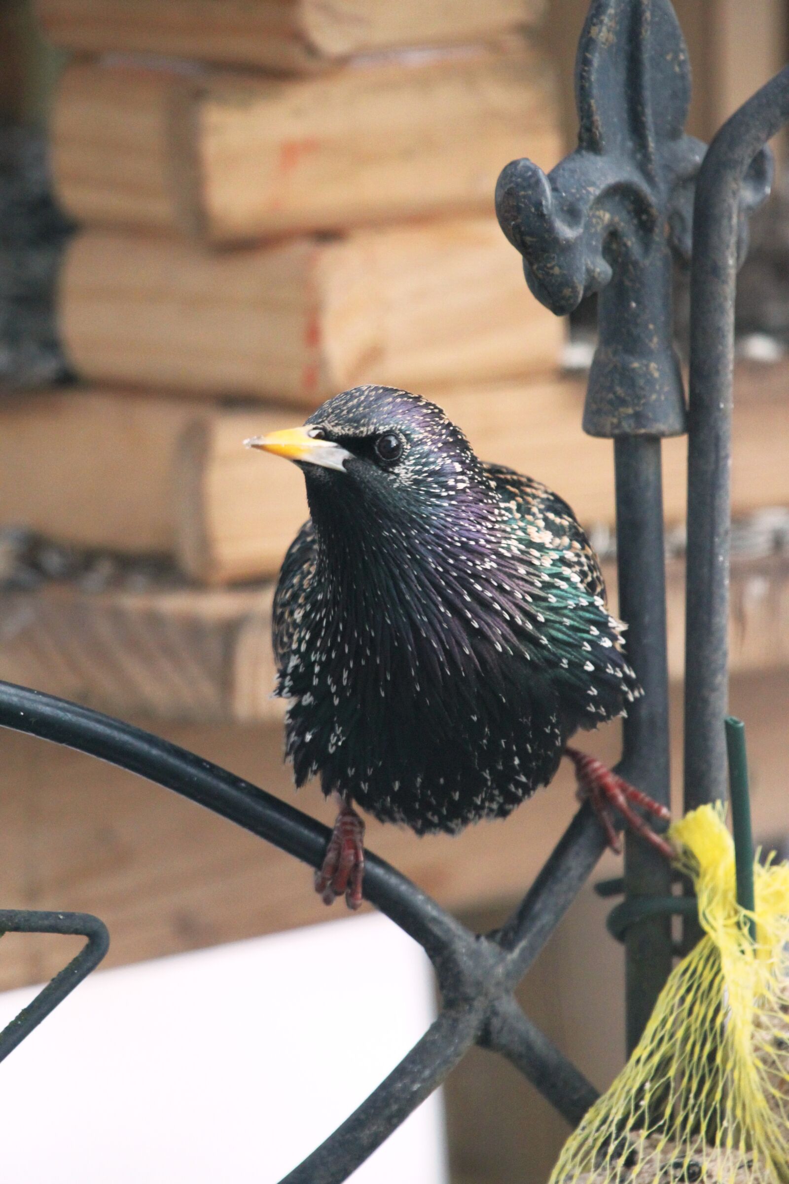Canon EOS 500D (EOS Rebel T1i / EOS Kiss X3) sample photo. Star, bird, feather photography