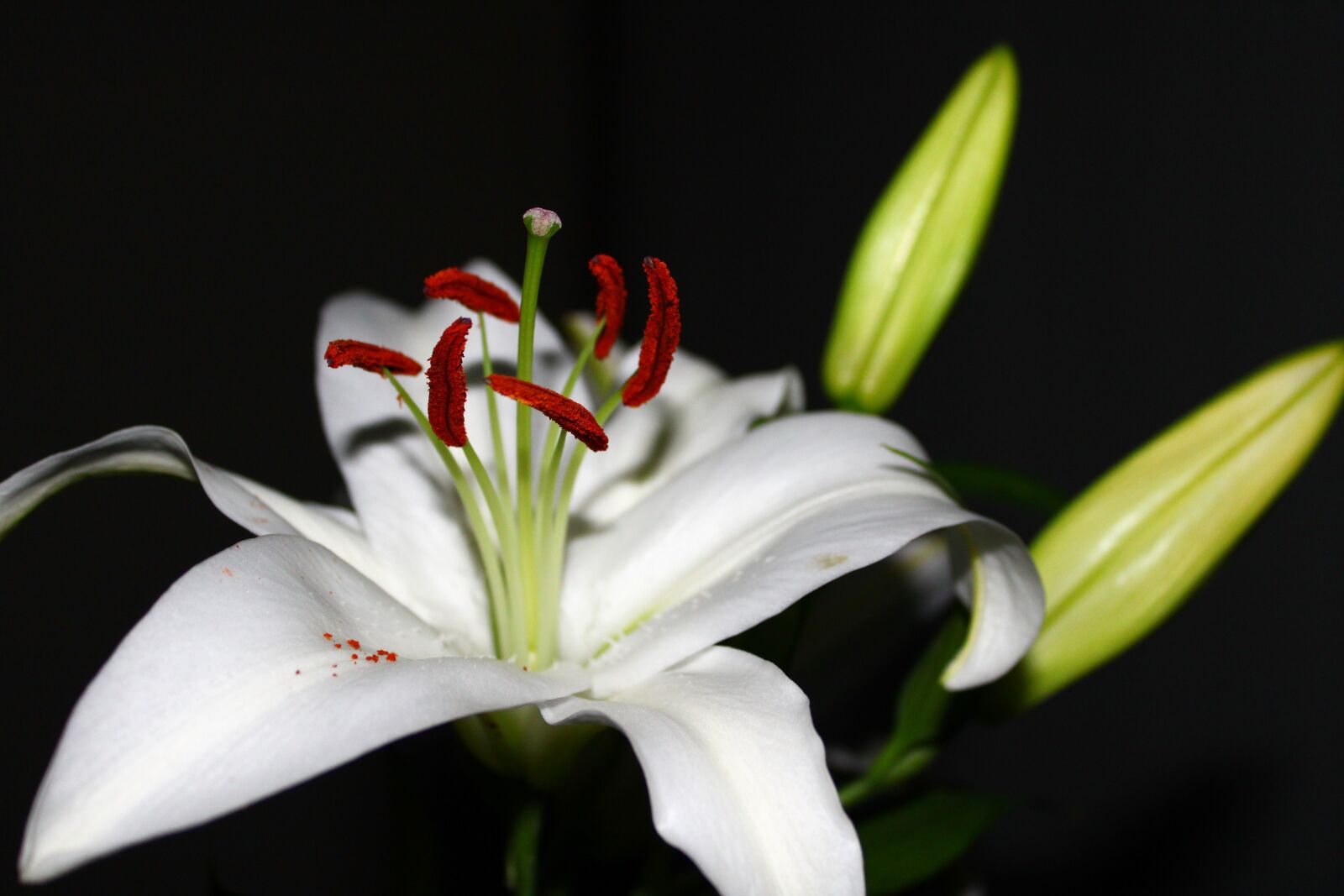 Canon EOS 2000D (EOS Rebel T7 / EOS Kiss X90 / EOS 1500D) sample photo. Stamen, spring, flower photography