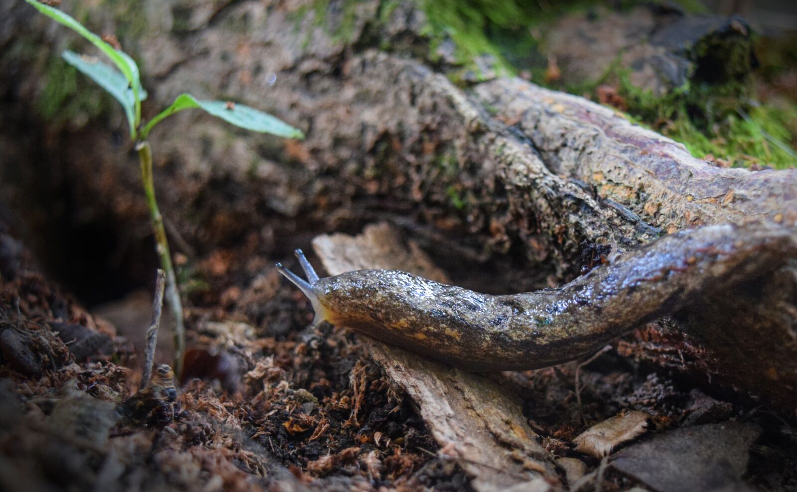 Nikon D5300 sample photo. Slug, tree, slimy photography