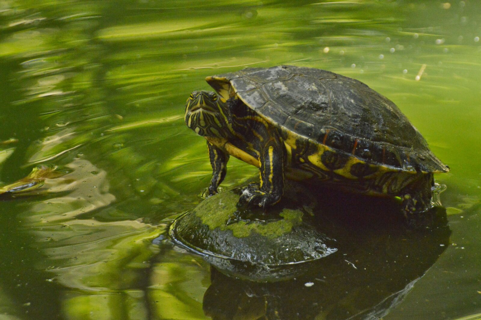 Nikon D3200 sample photo. Turtle, reptile, costa rica photography
