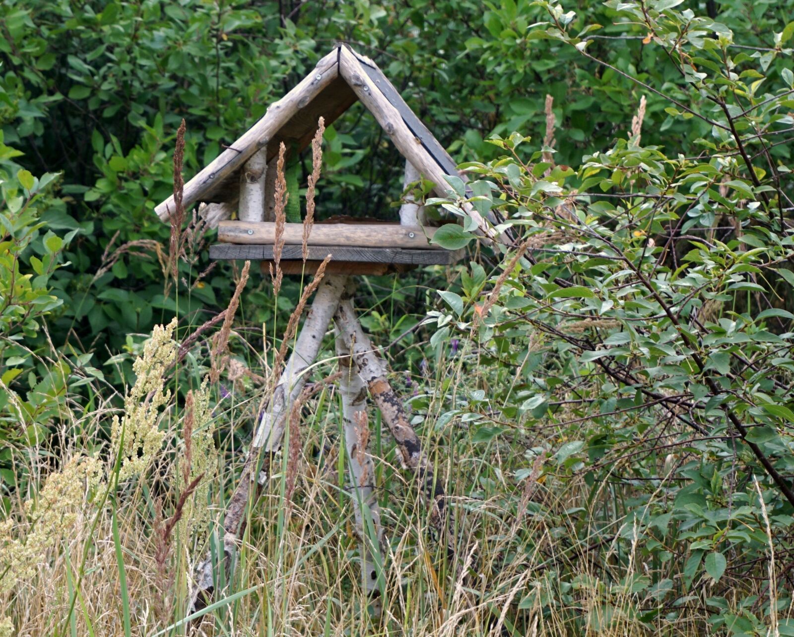 Sony a6000 sample photo. Bird feeder, birch, abandoned photography