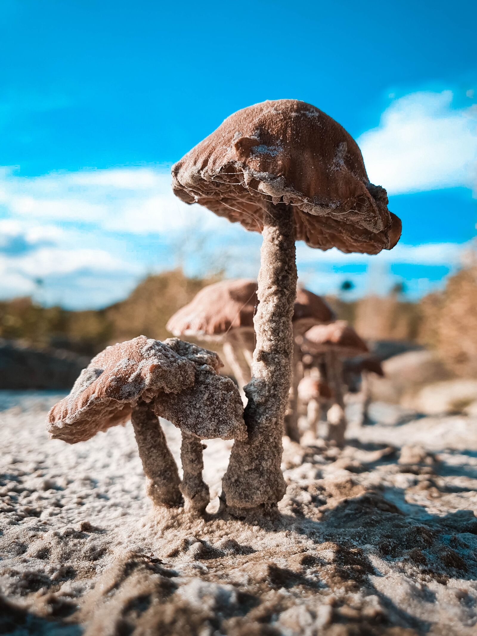 Samsung Galaxy S10+ sample photo. Mushroom, nature, autumn photography